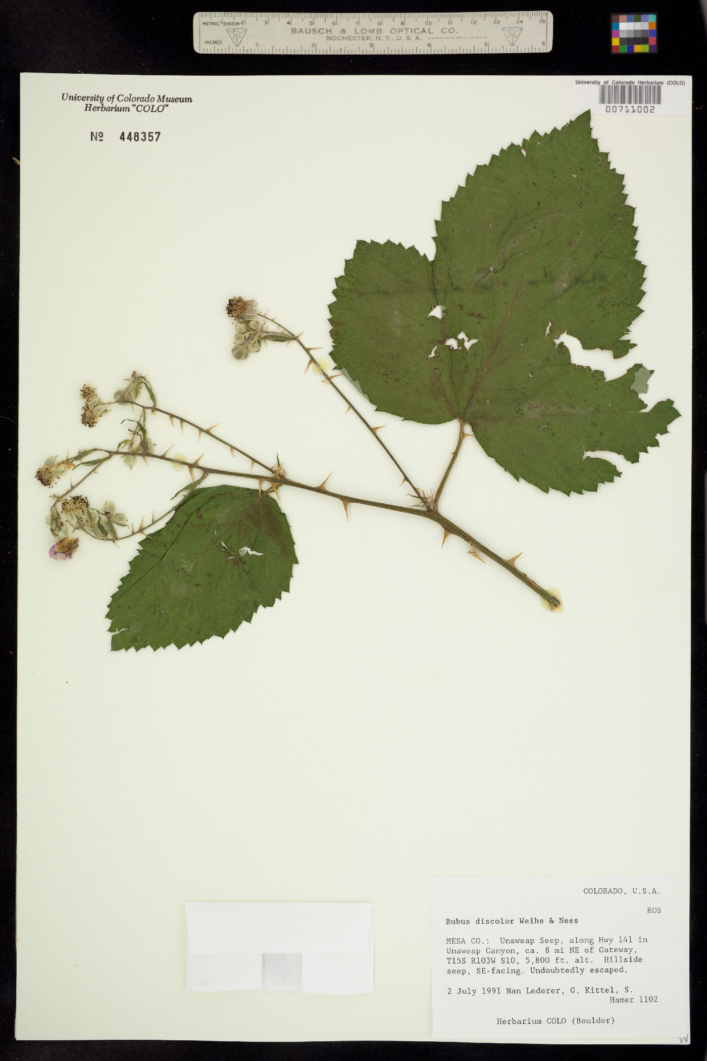 Rubus ulmifolius image