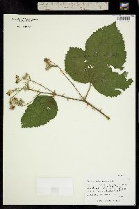 Image of Rubus ulmifolius