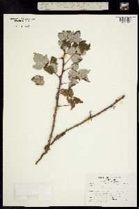 Image of Rubus melanotrachys