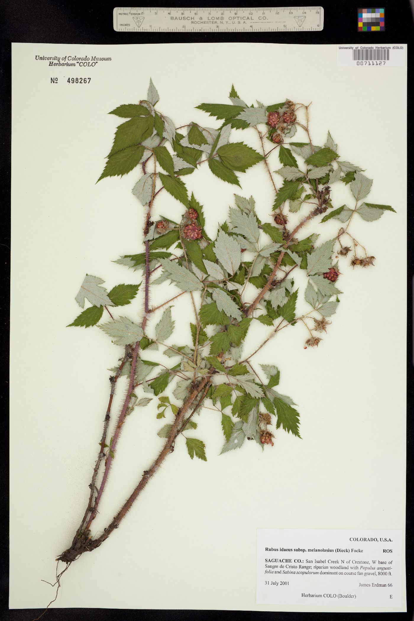 Rubus sachalinensis var. sachalinensis image