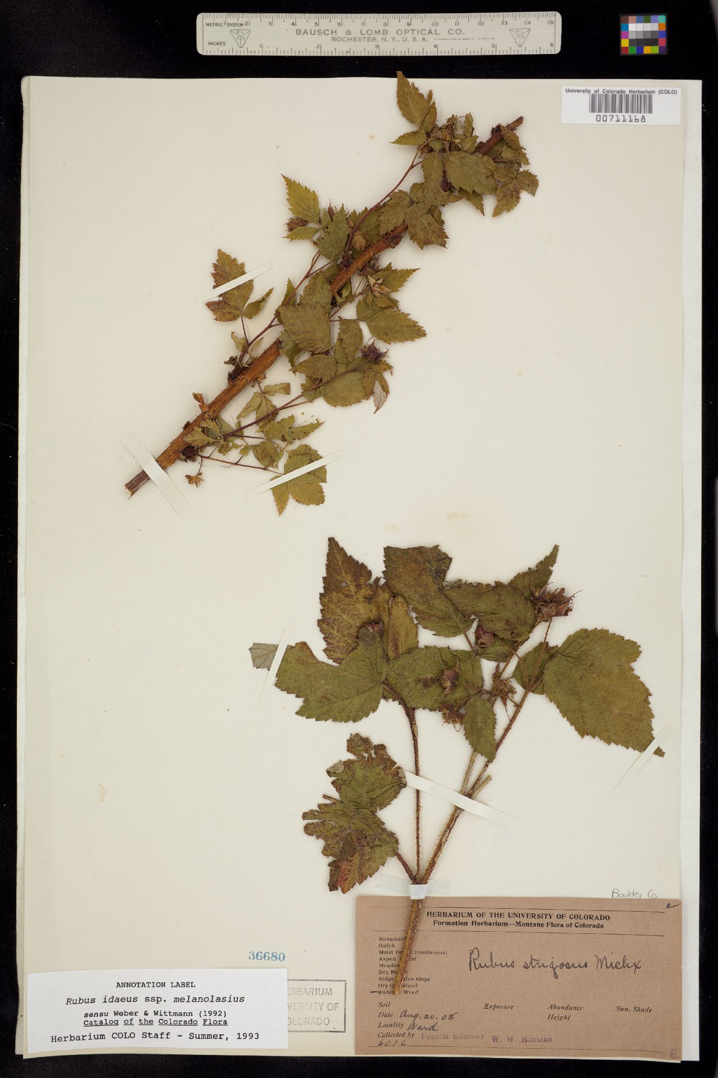 Rubus image