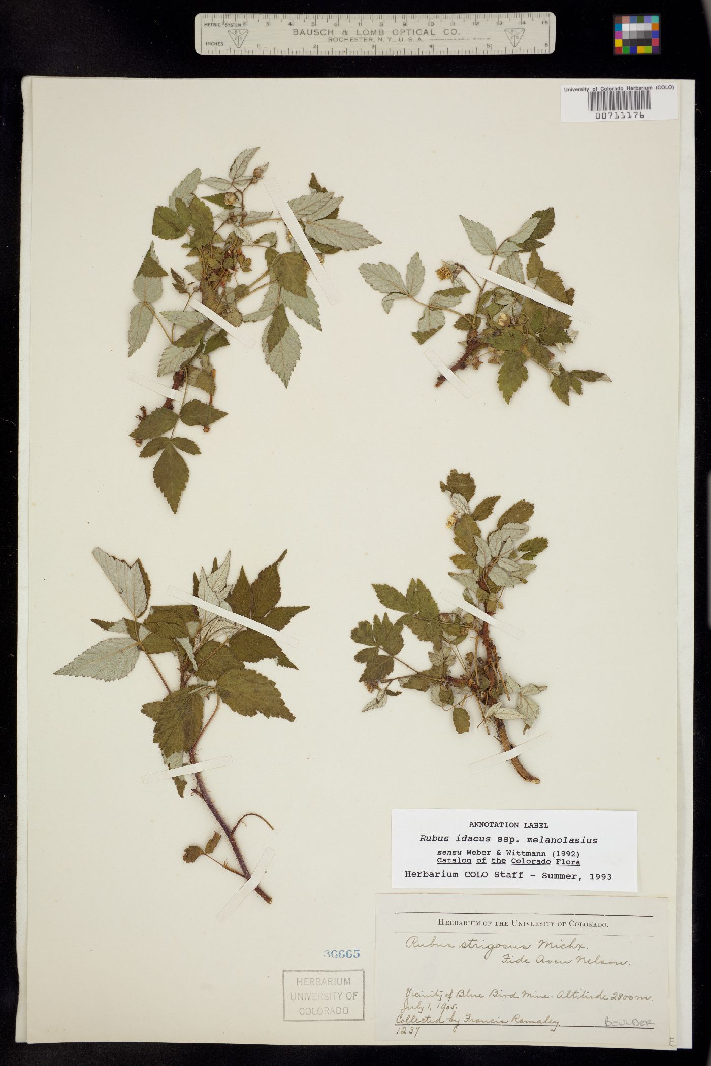 Rubus sachalinensis var. sachalinensis image