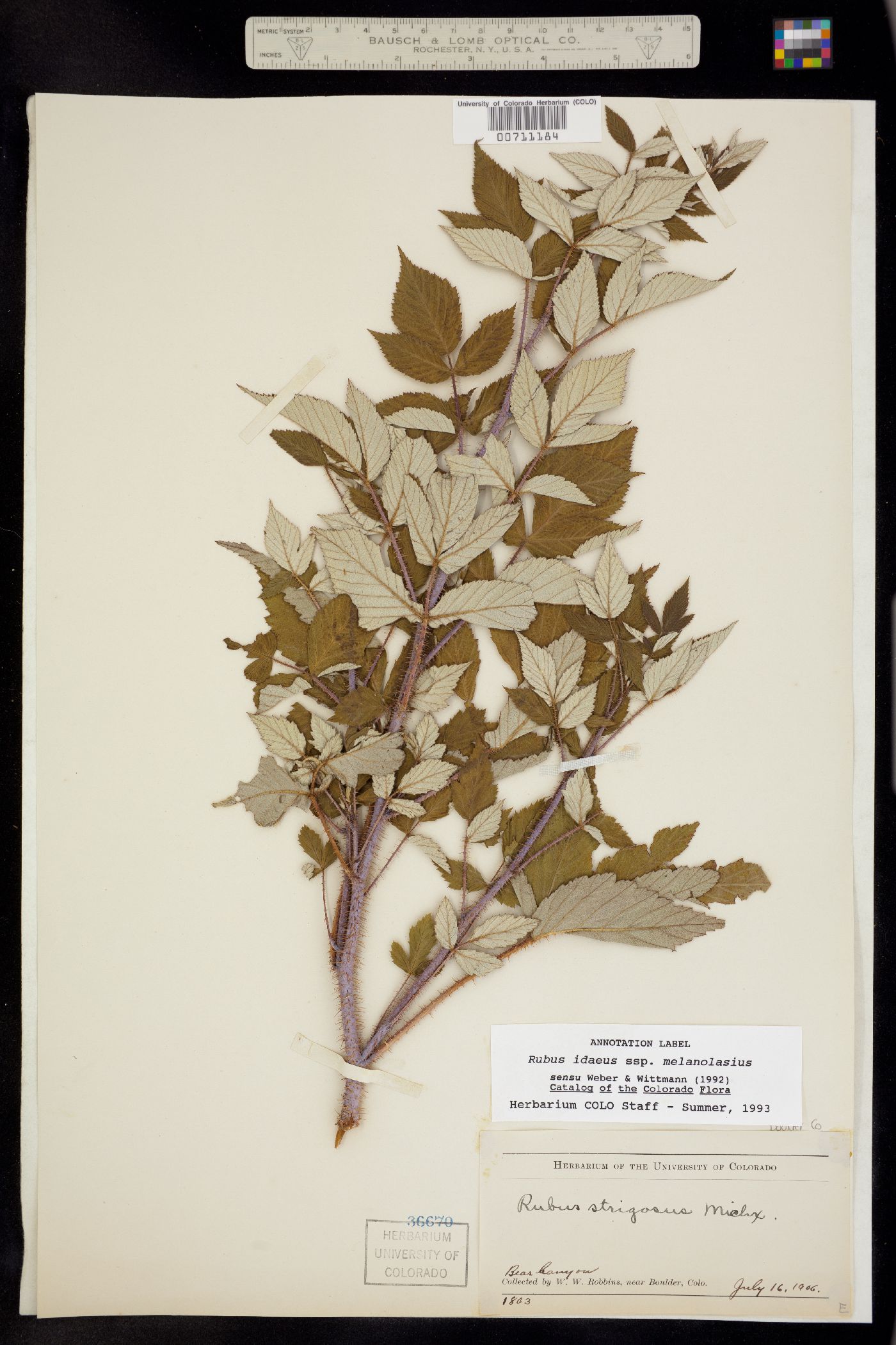 Rubus image