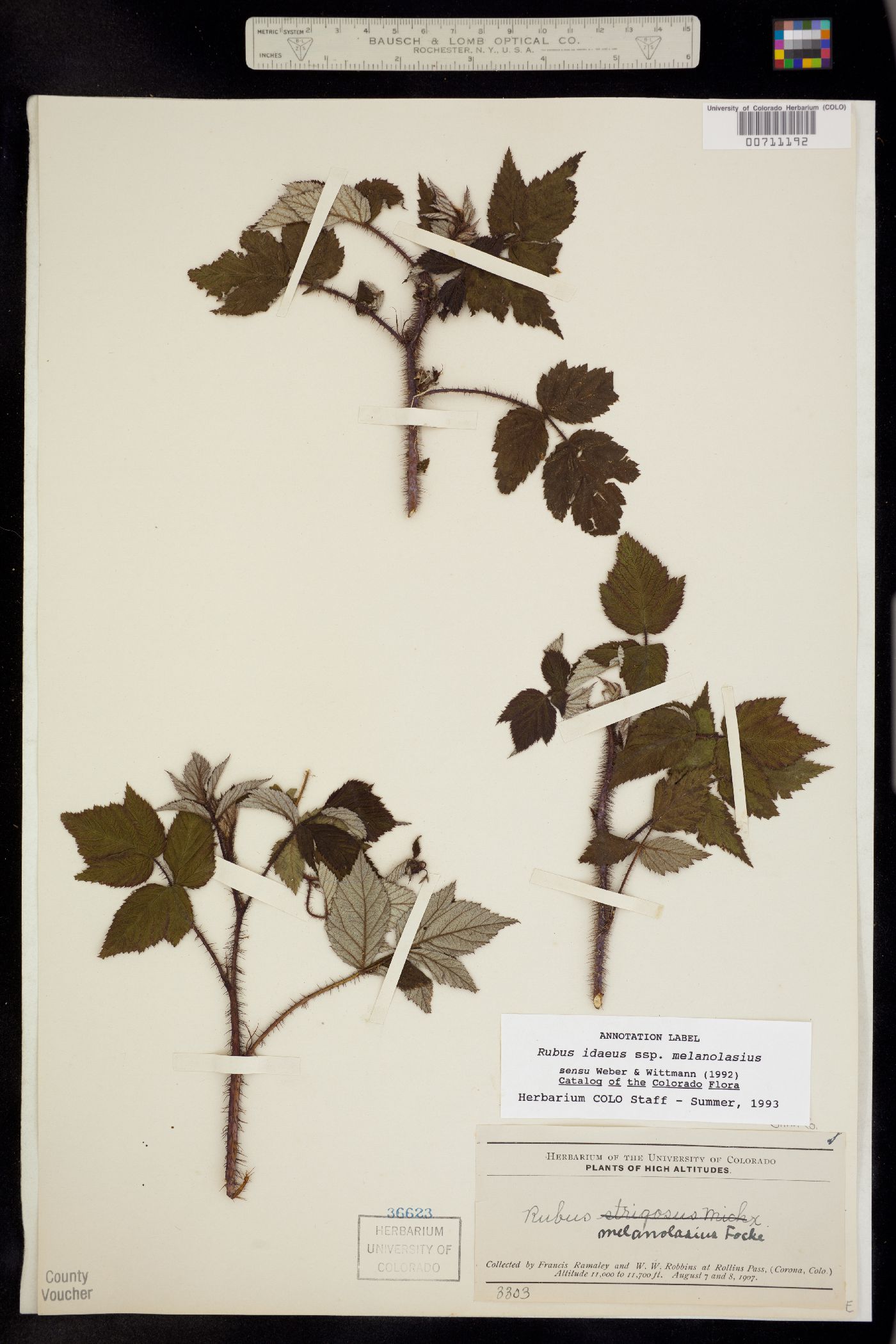 Rubus sachalinensis var. sachalinensis image