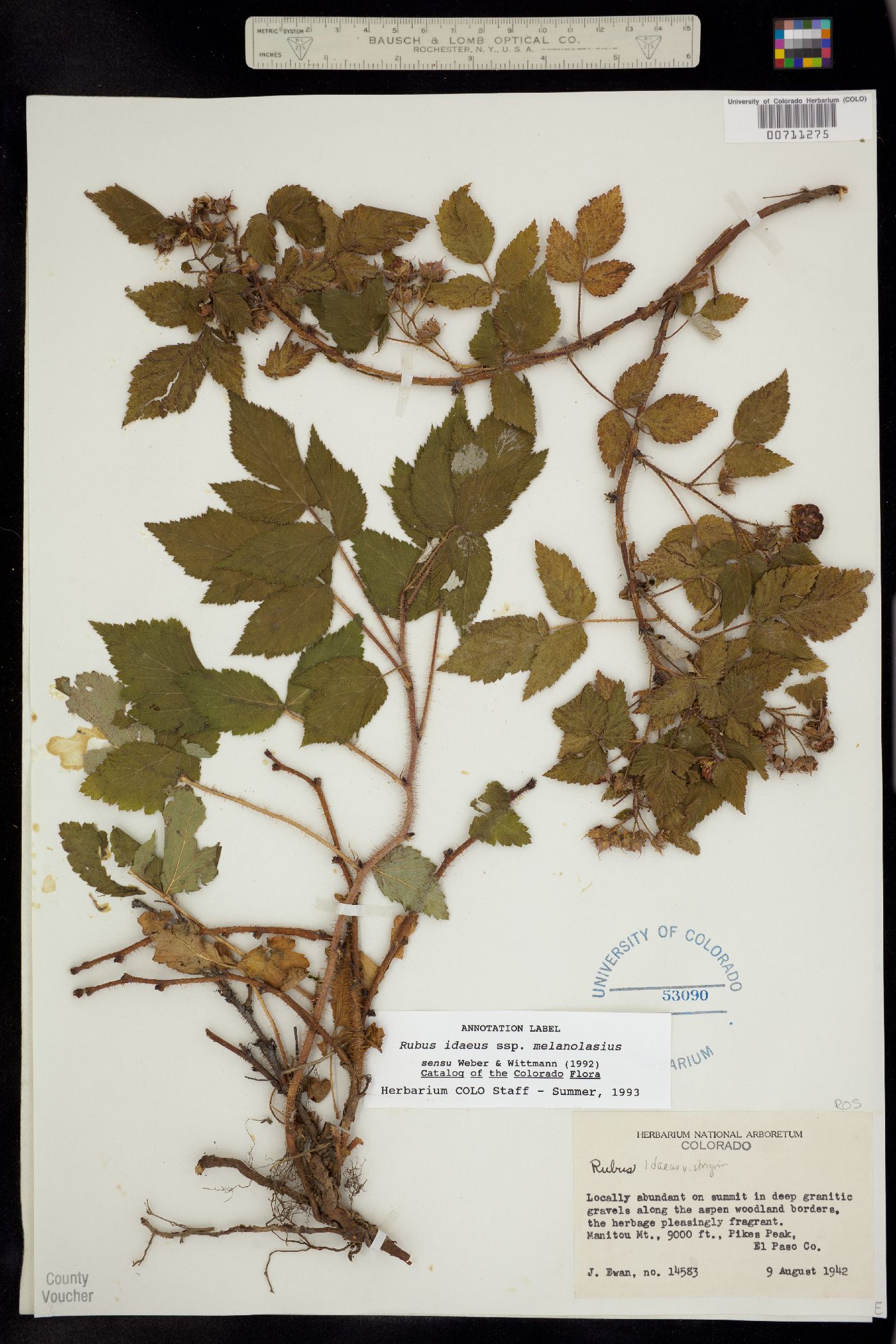Rubus sachalinensis var. sachalinensis image