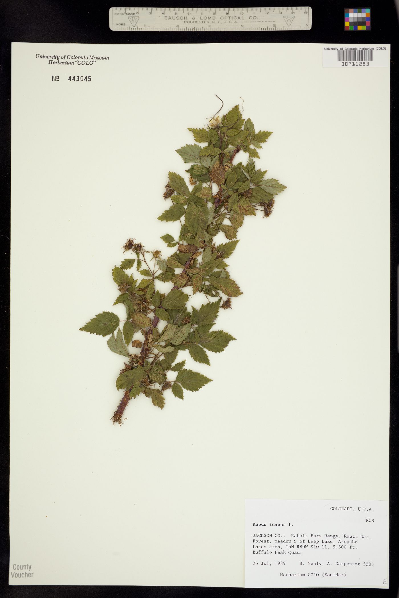 Rubus sachalinensis var. sachalinensis image