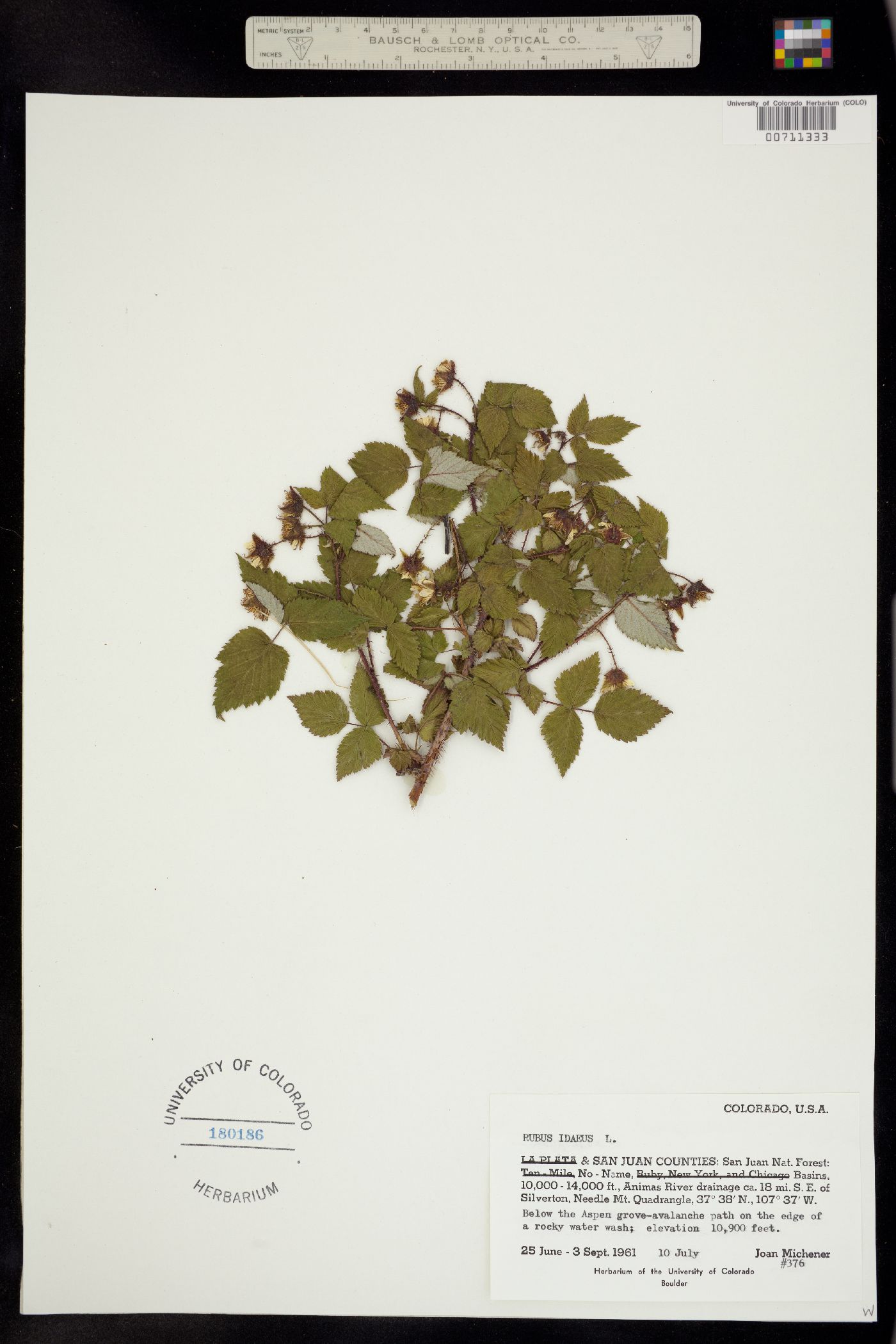 Rubus sachalinensis var. sachalinensis image