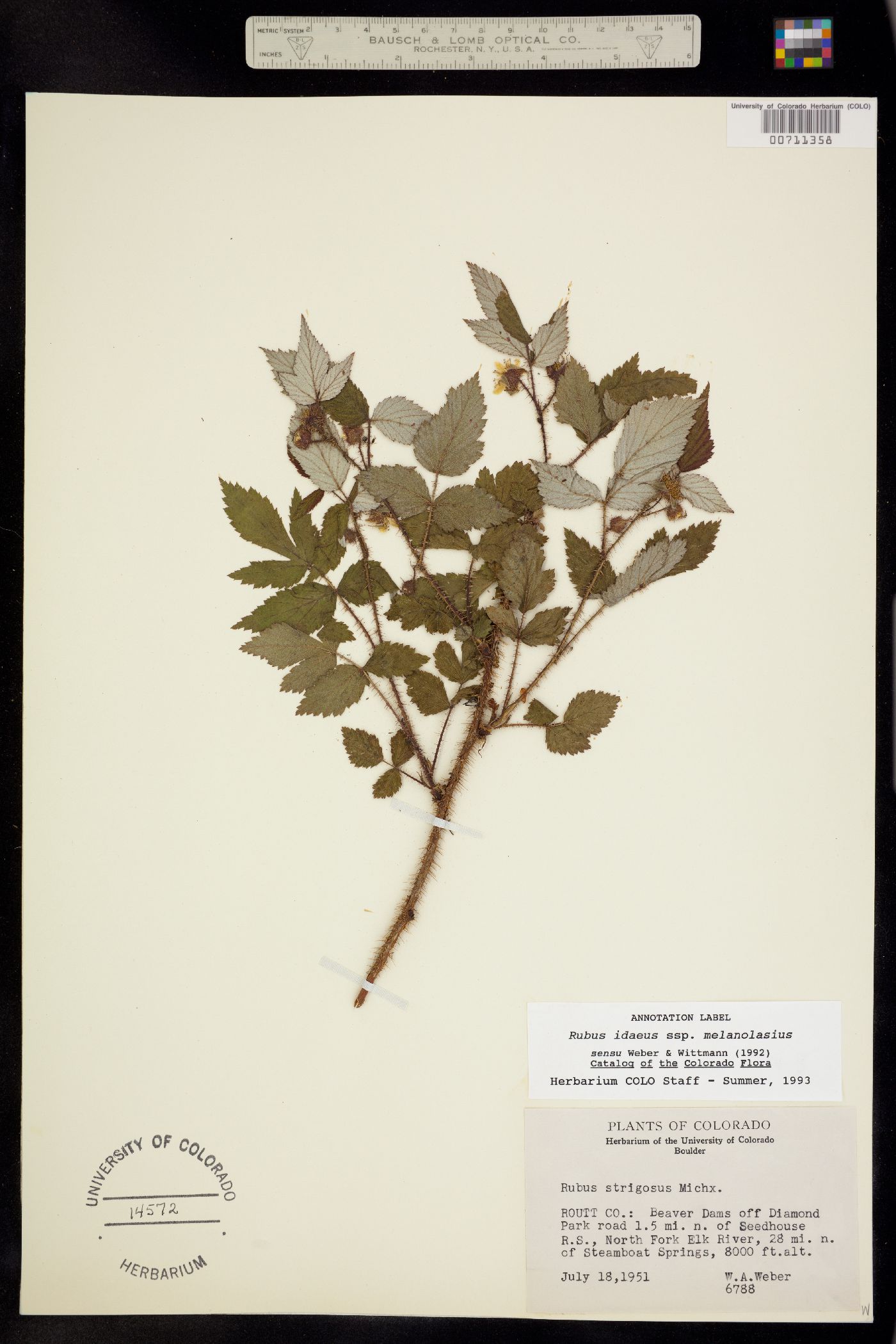 Rubus image