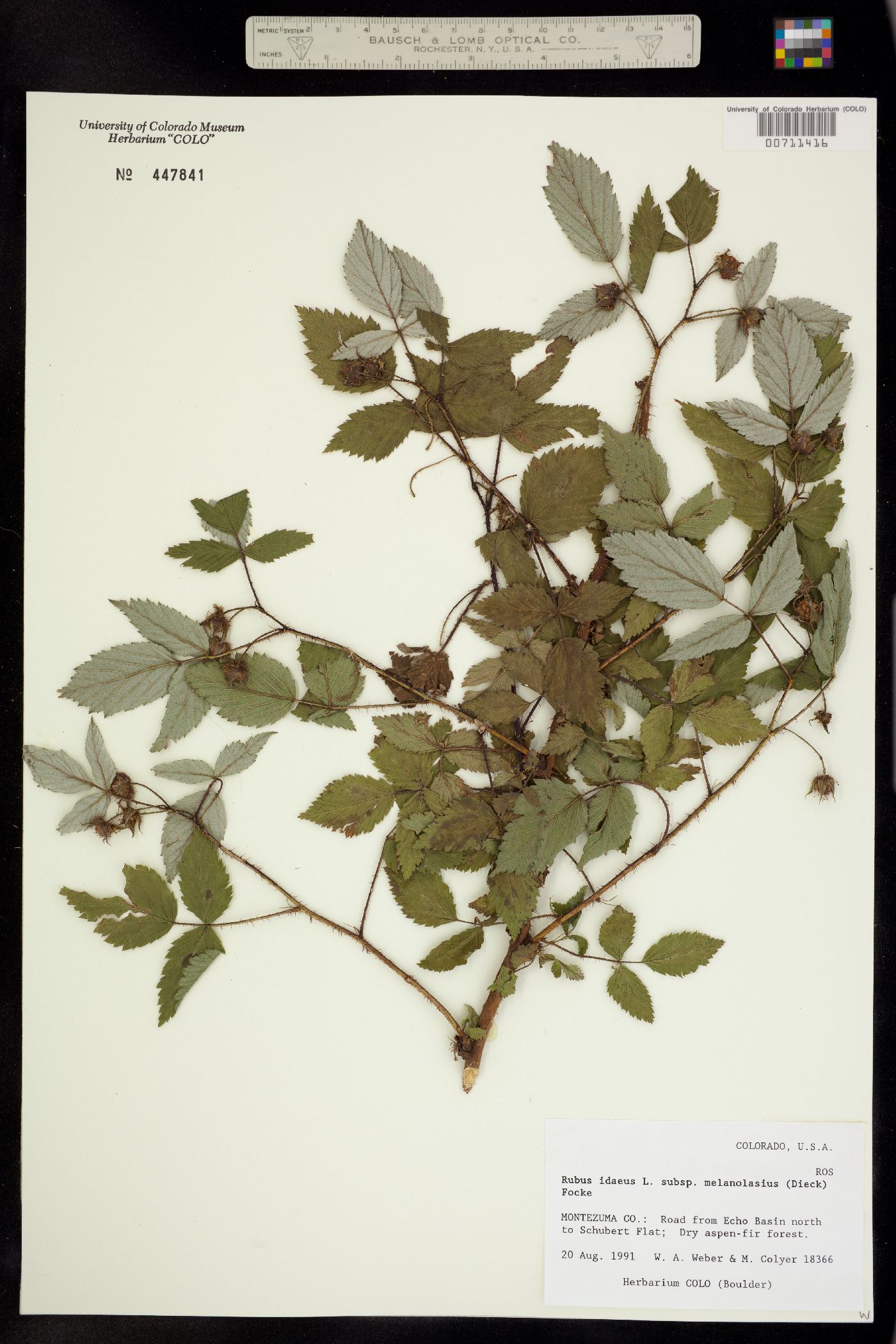 Rubus sachalinensis var. sachalinensis image