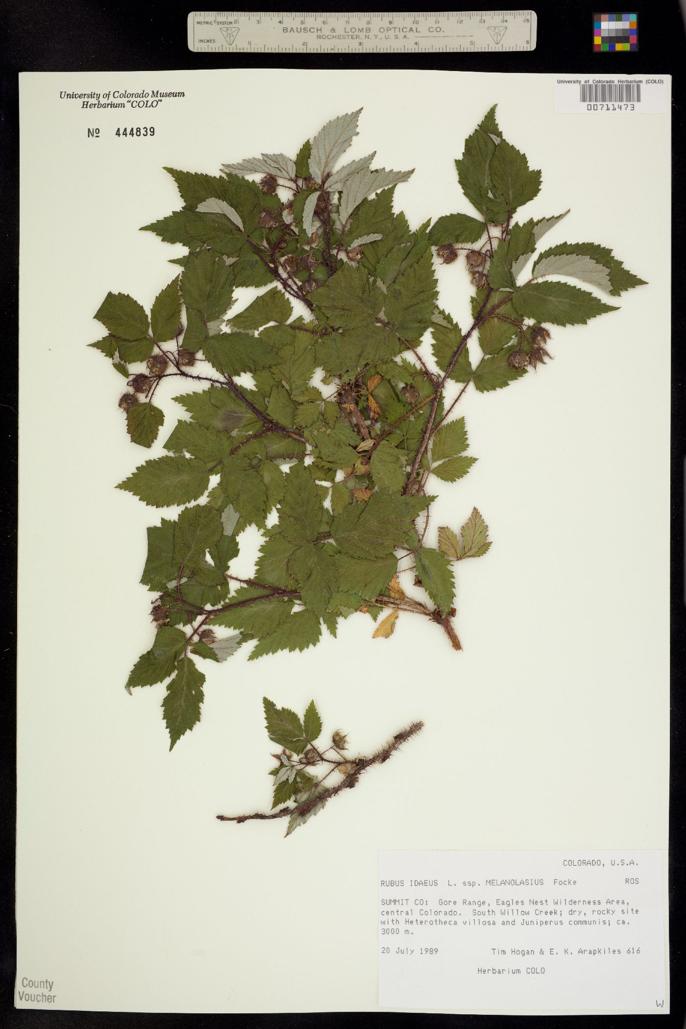 Rubus sachalinensis var. sachalinensis image