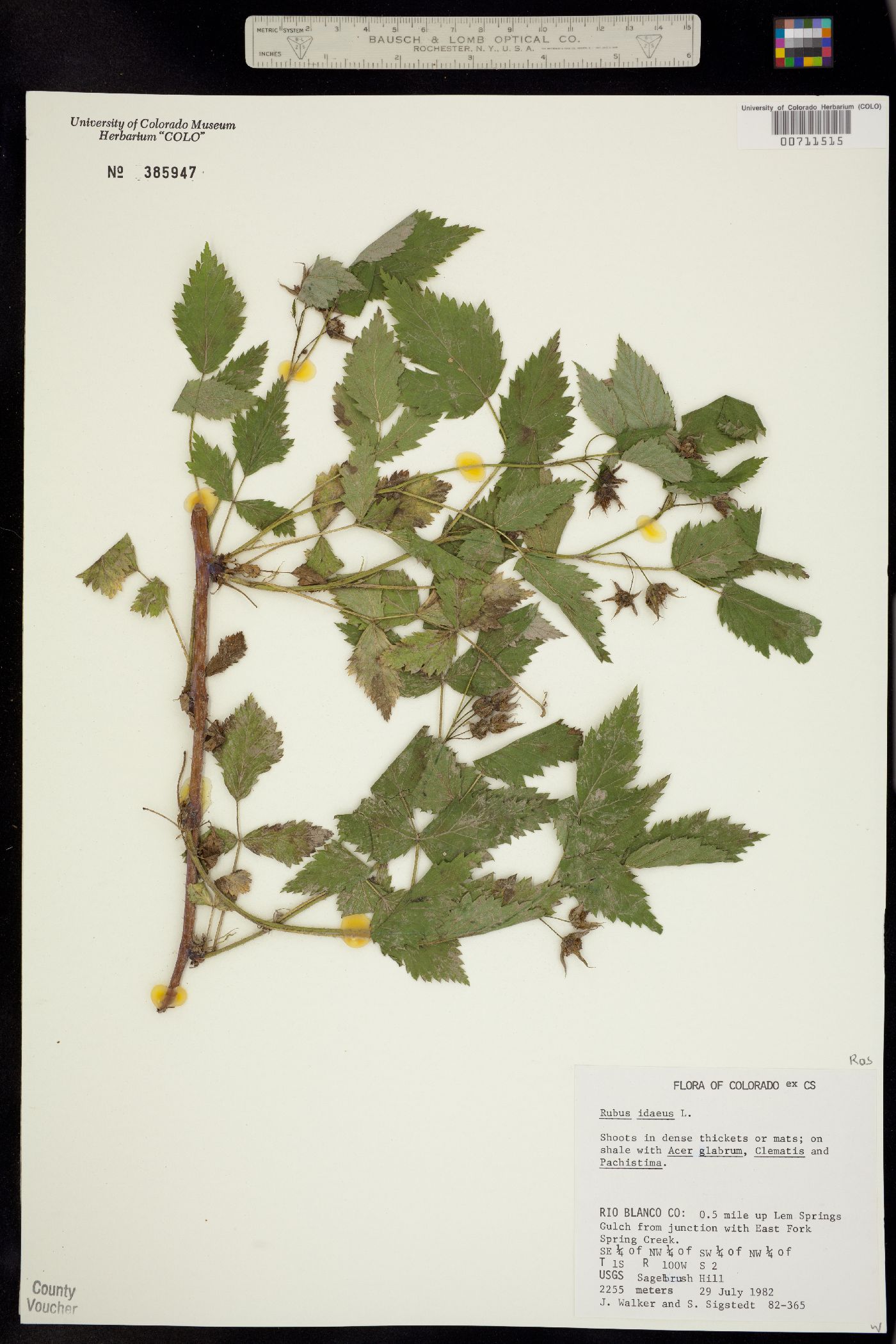 Rubus sachalinensis var. sachalinensis image