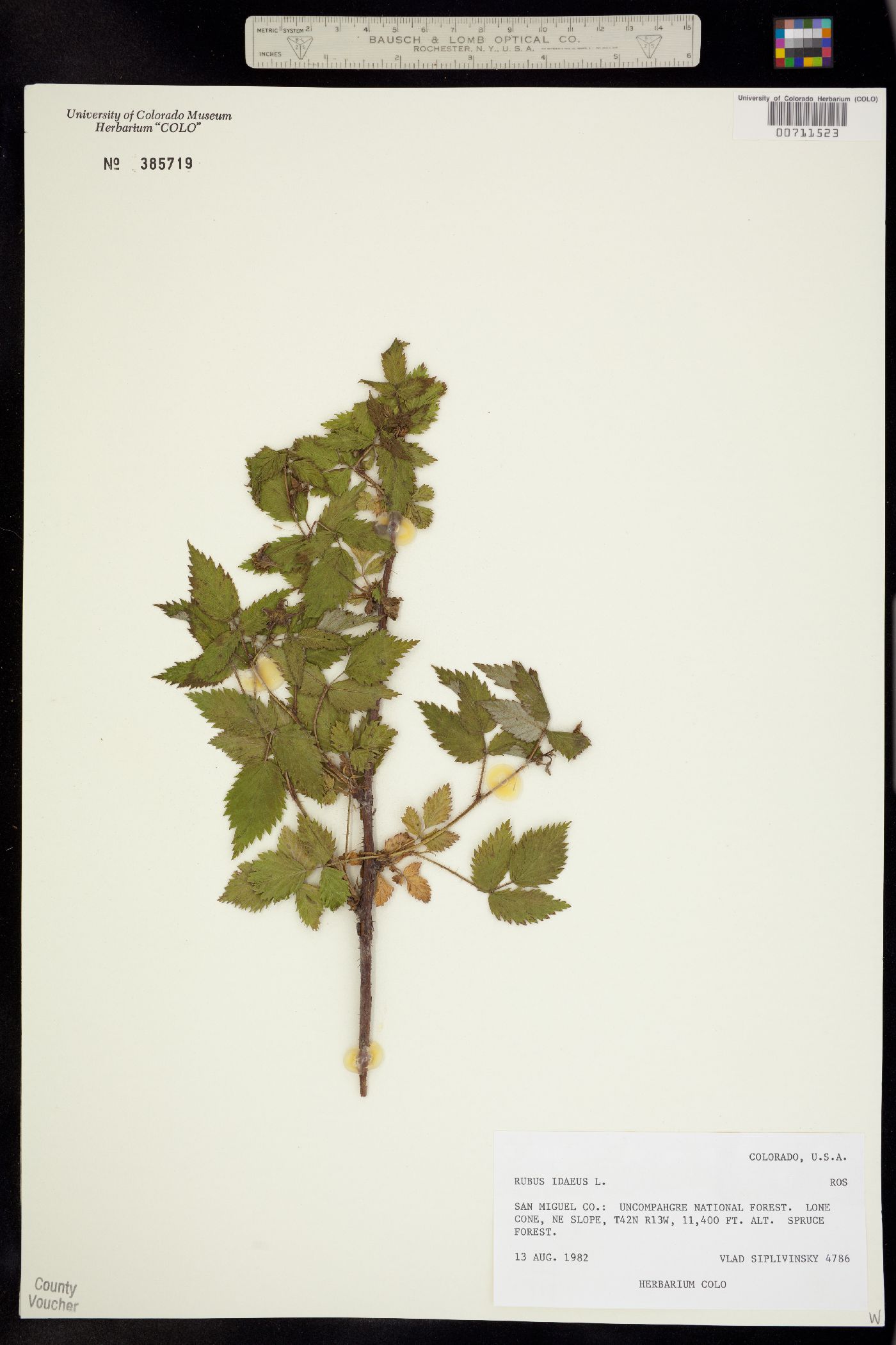 Rubus sachalinensis var. sachalinensis image