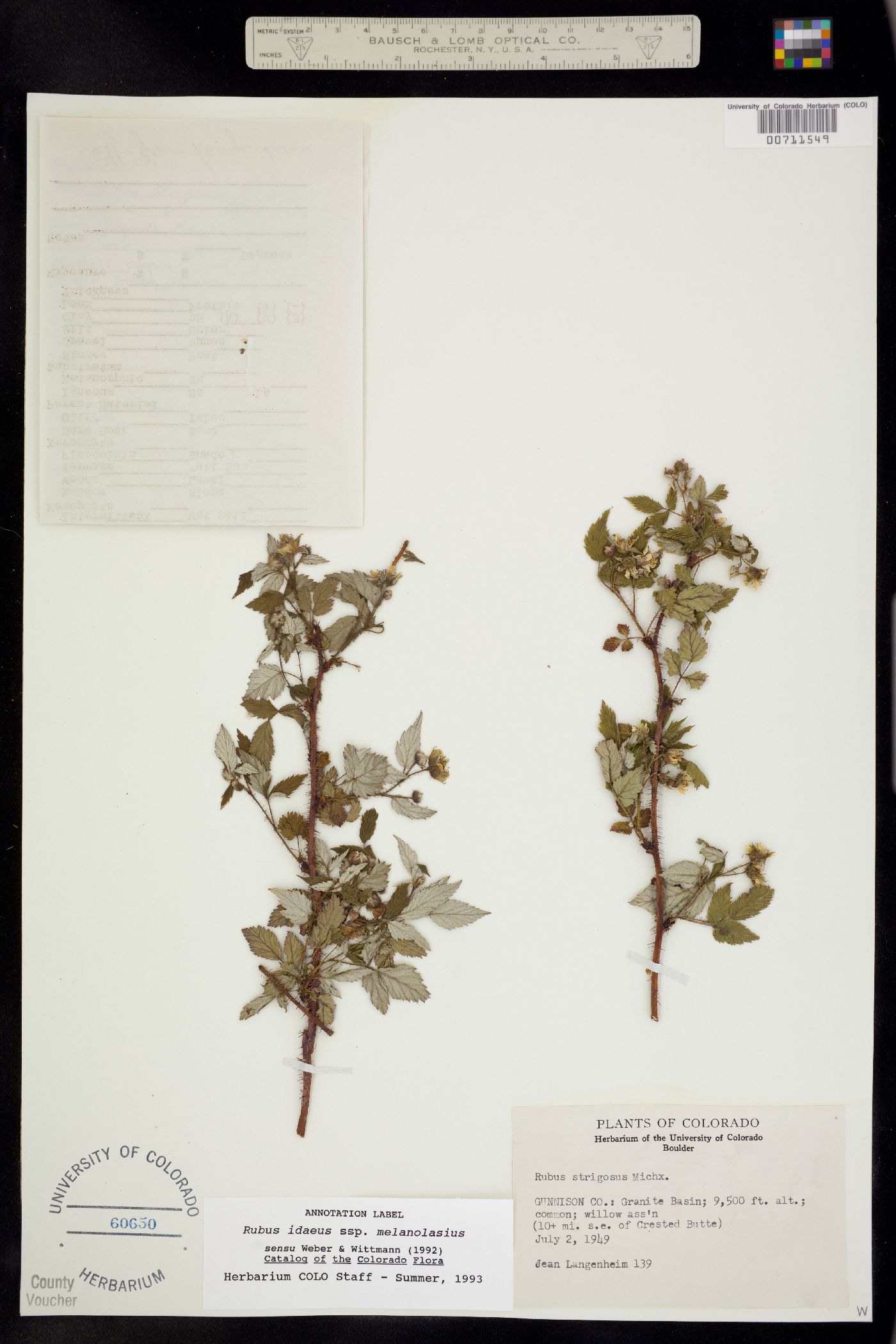 Rubus sachalinensis var. sachalinensis image