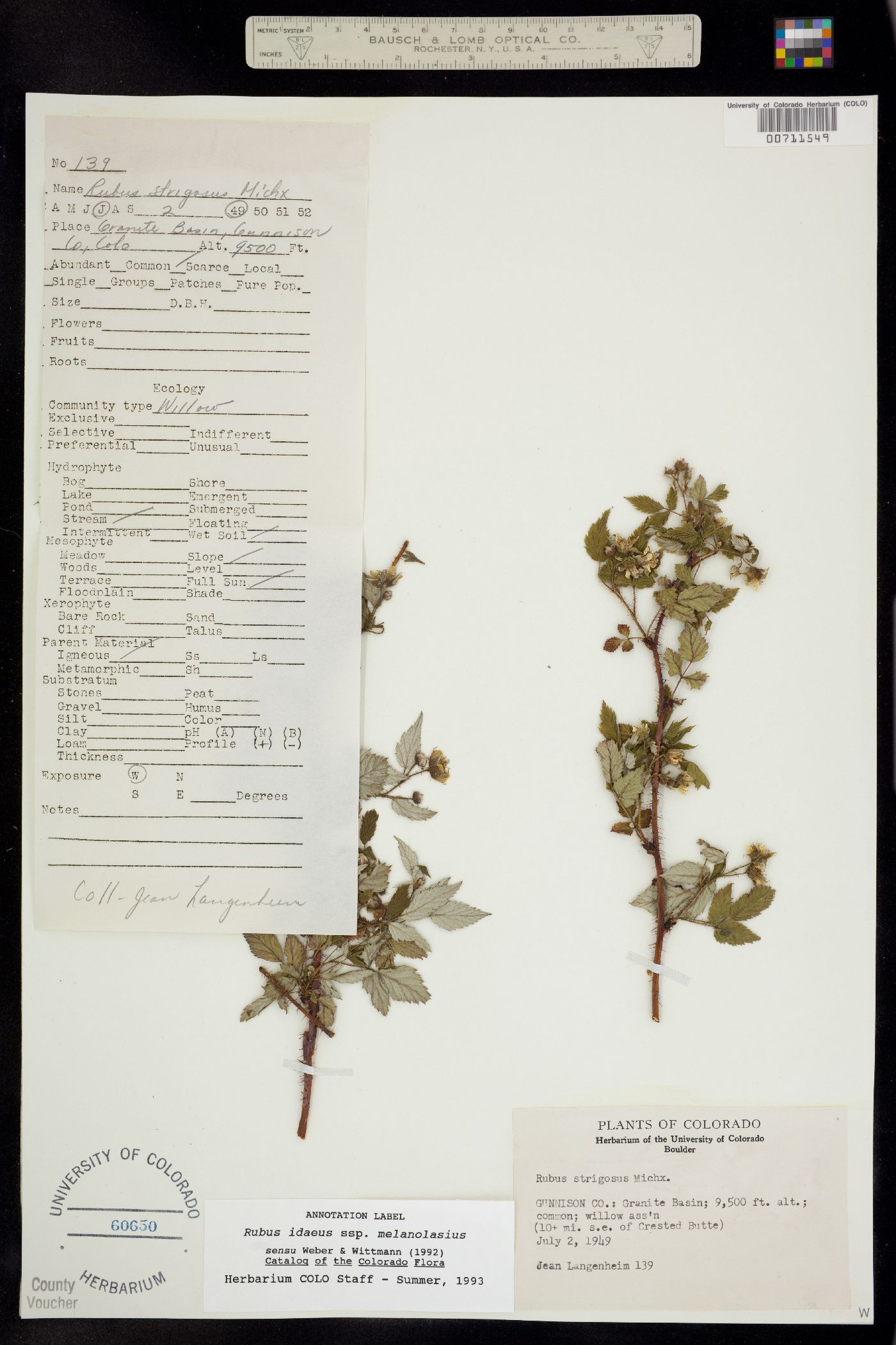 Rubus sachalinensis var. sachalinensis image