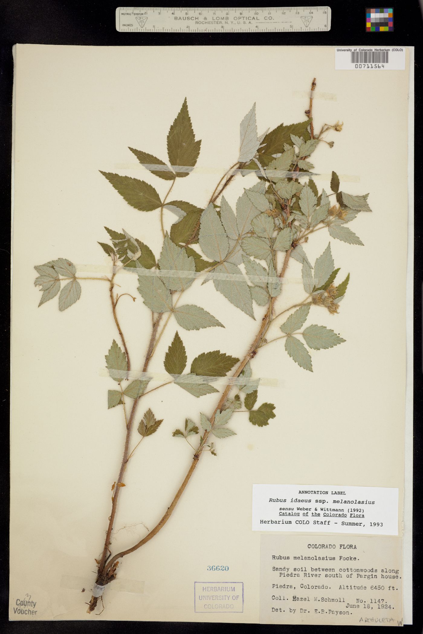 Rubus image