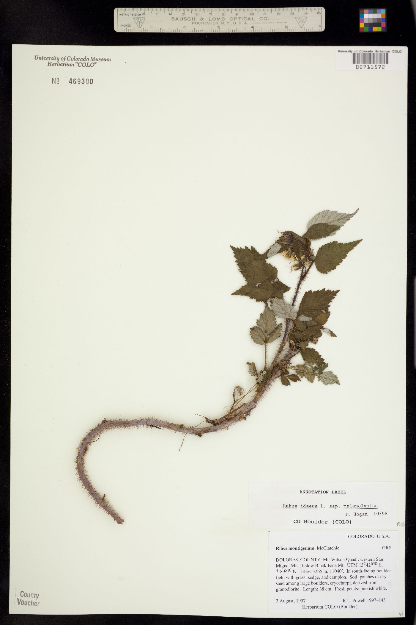 Rubus image