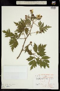 Image of Rubus laciniatus