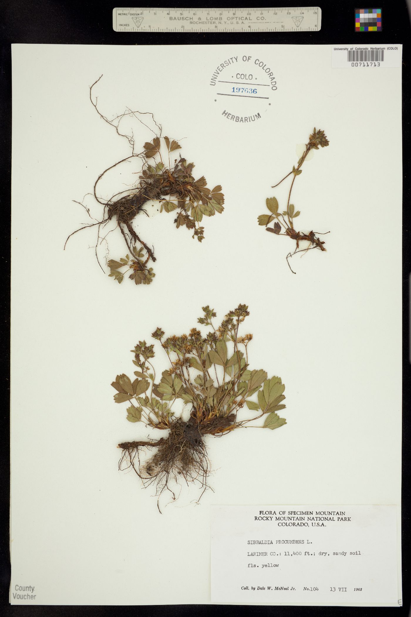 Sibbaldia procumbens image