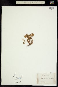 Sibbaldia procumbens image