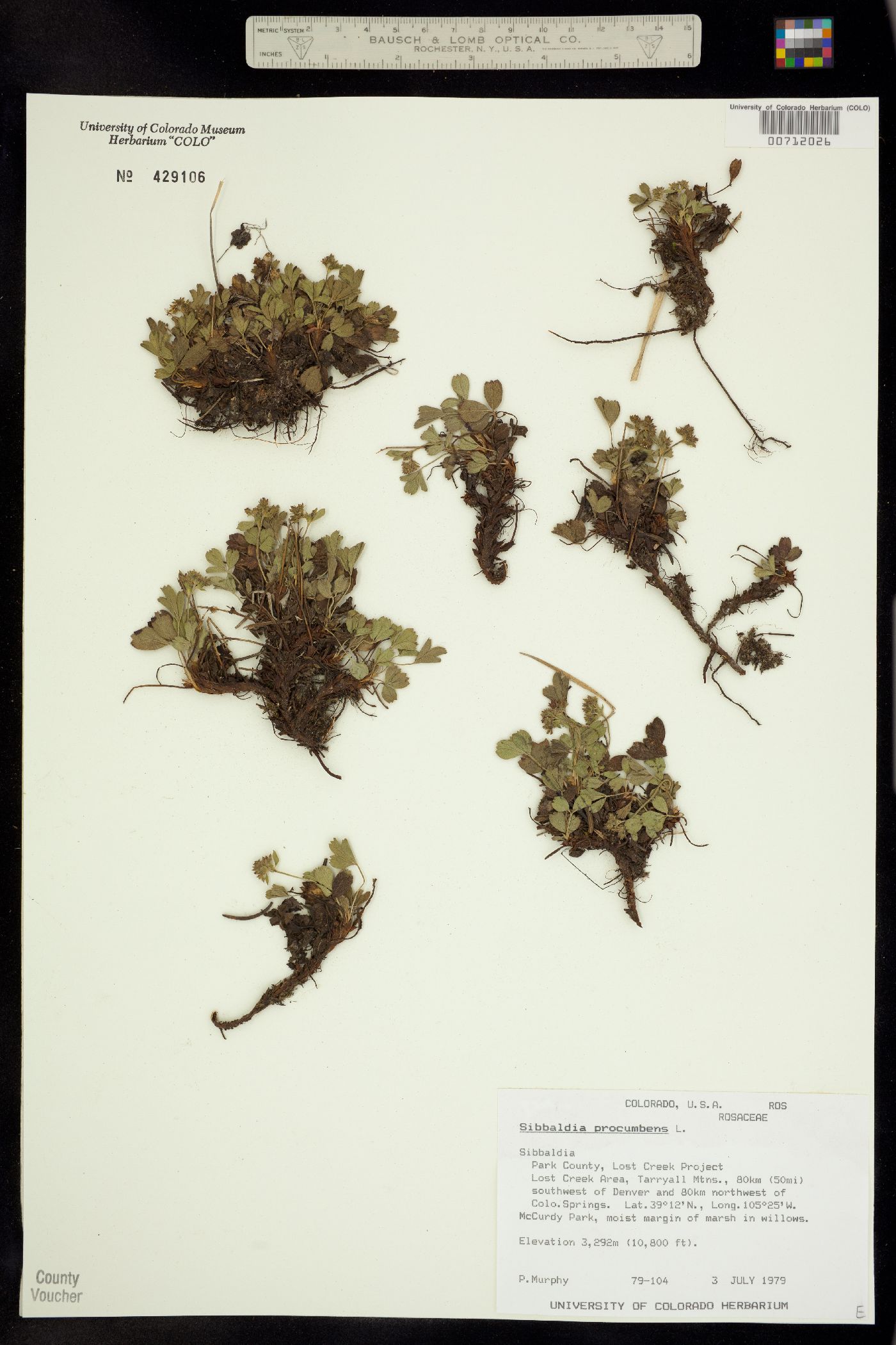 Sibbaldia procumbens image