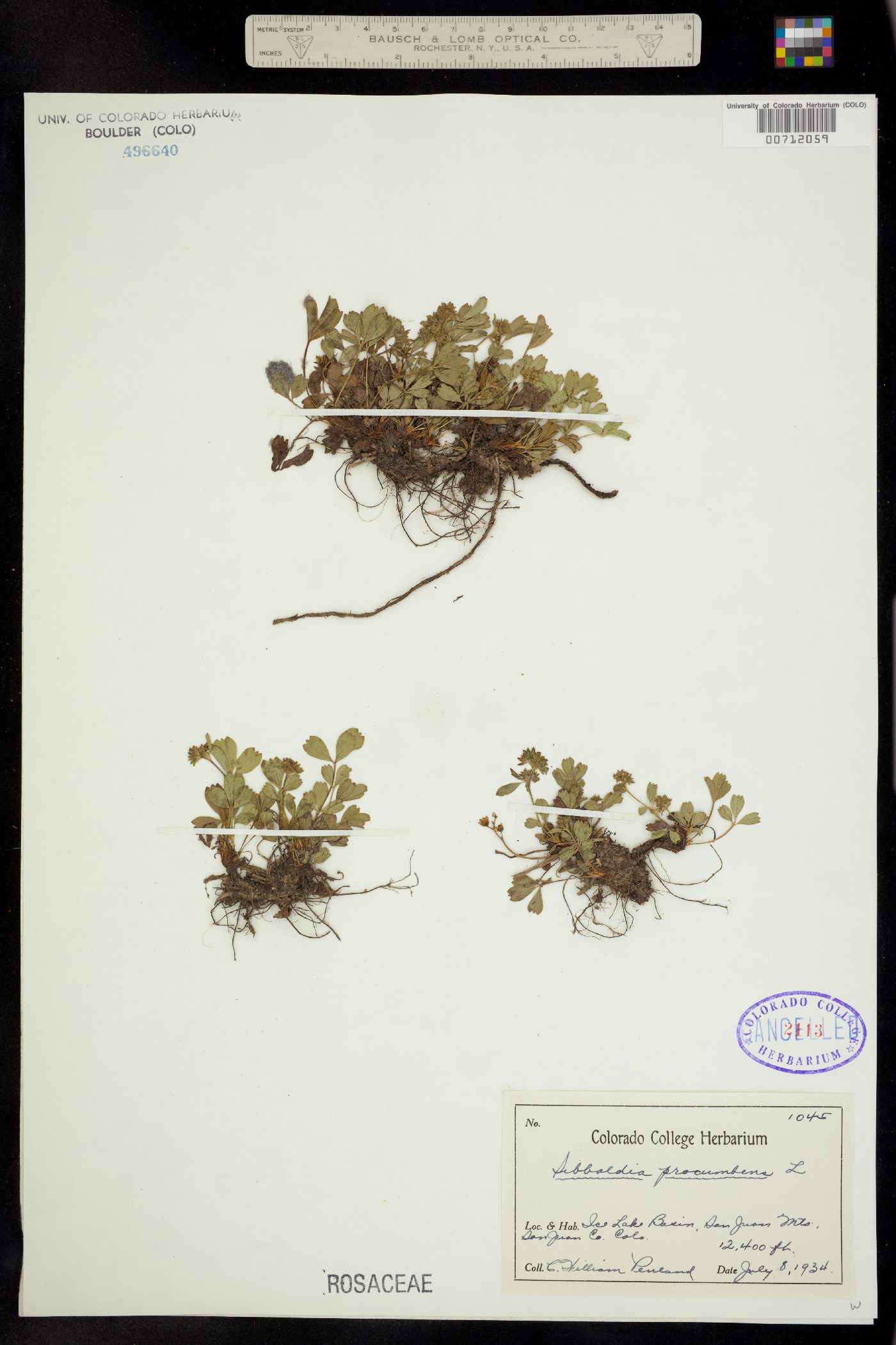 Sibbaldia procumbens image