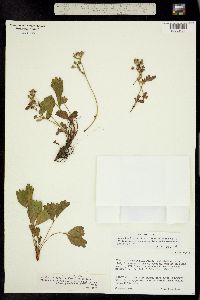 Sibbaldia procumbens image
