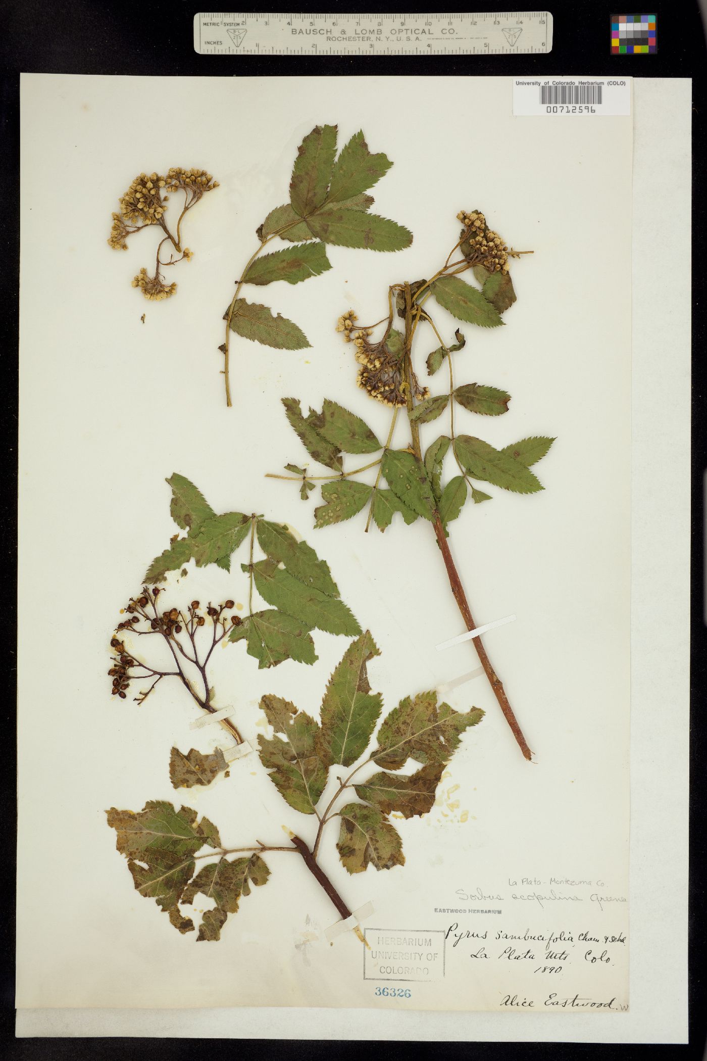 Sorbus scopulina image