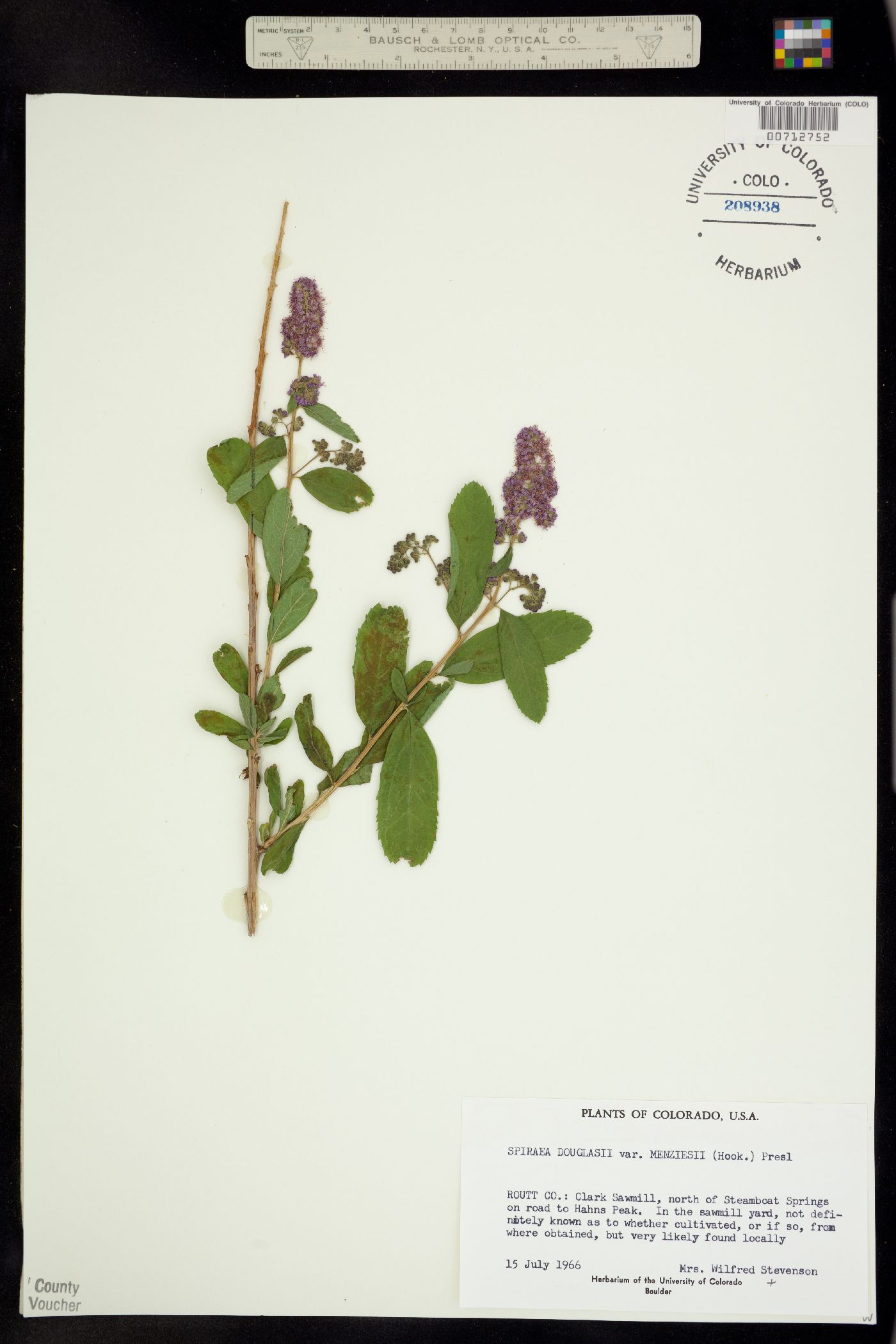 Spiraea douglasii var. menziesii image