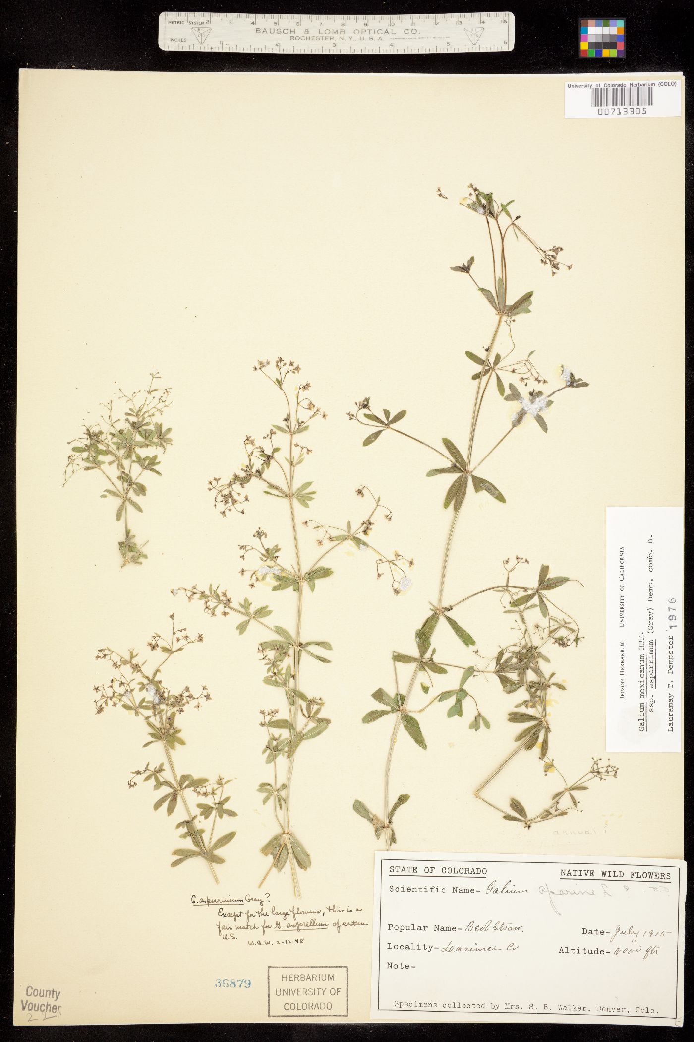 Galium mexicanum ssp. asperrimum image