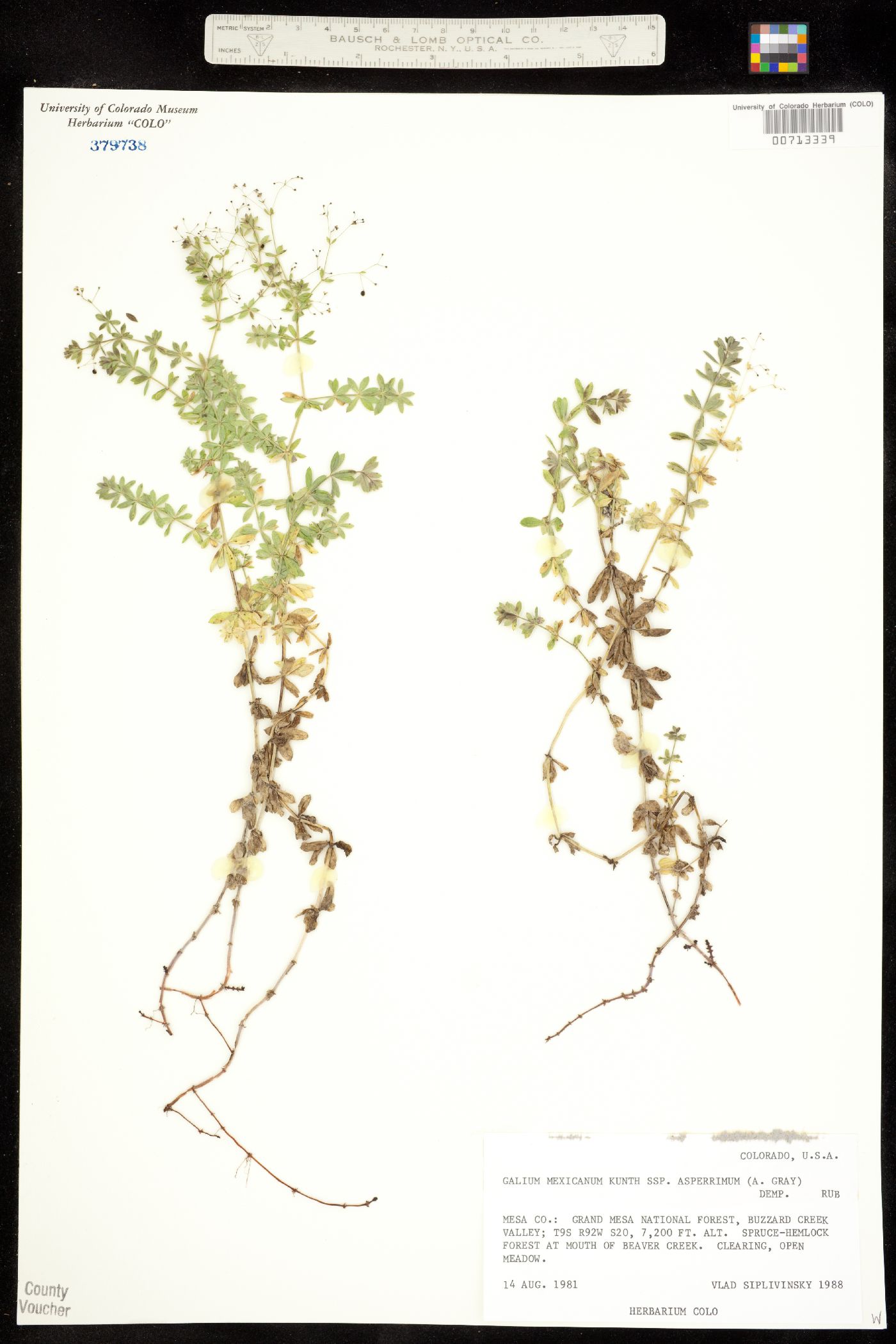 Galium mexicanum ssp. asperrimum image