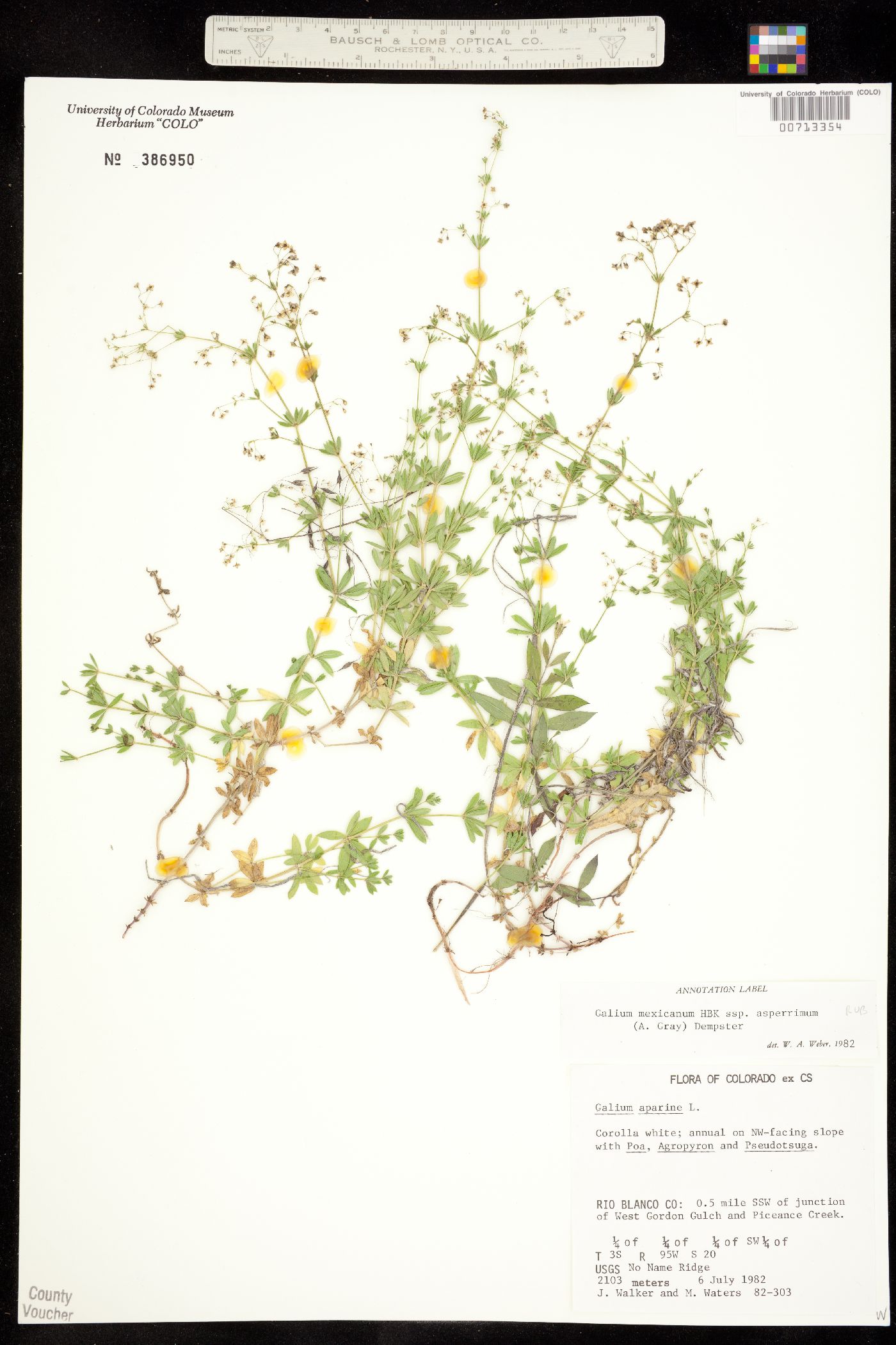 Galium mexicanum ssp. asperrimum image