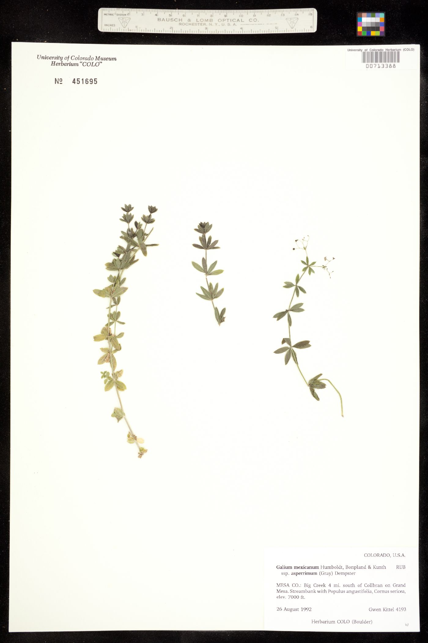 Galium mexicanum ssp. asperrimum image