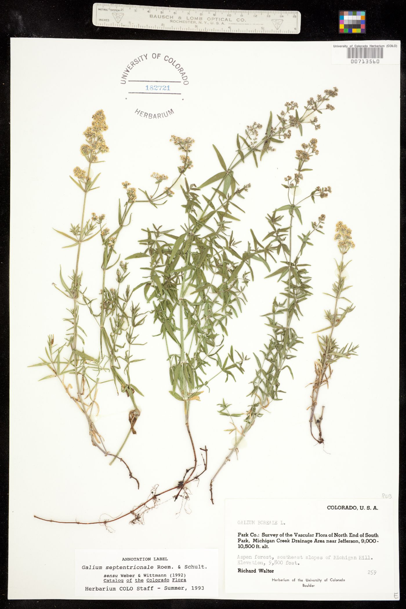 Galium image