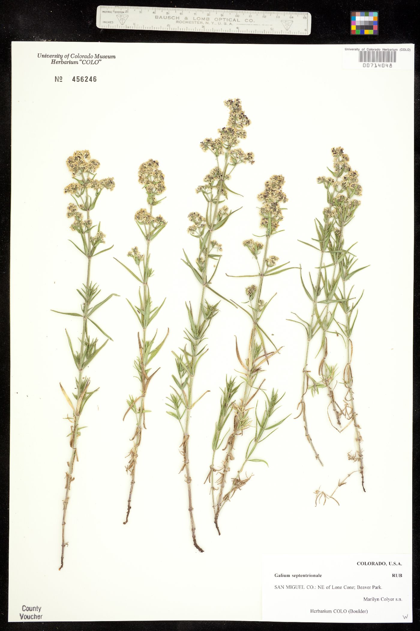 Galium image