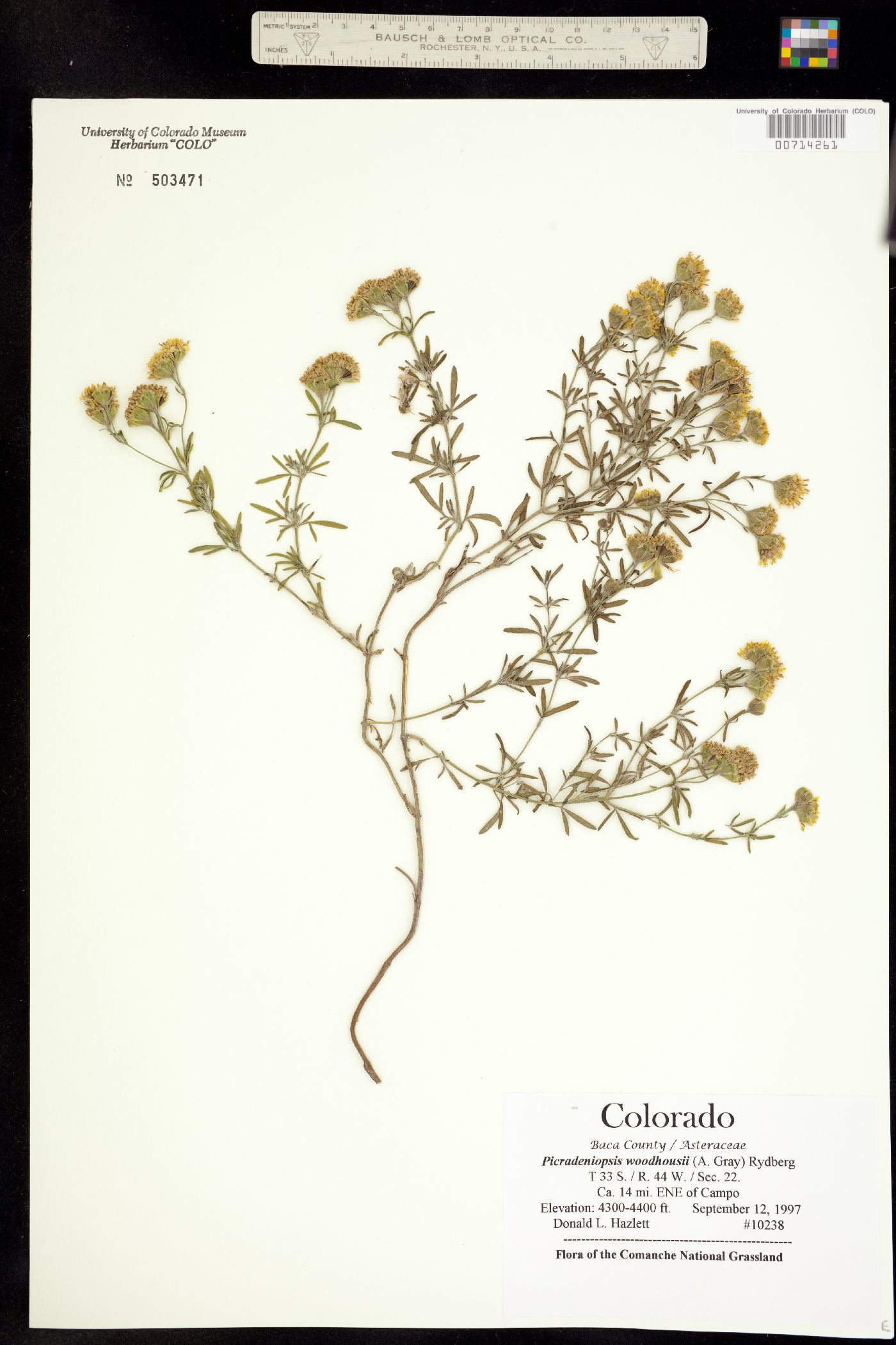 Picradeniopsis woodhousei image