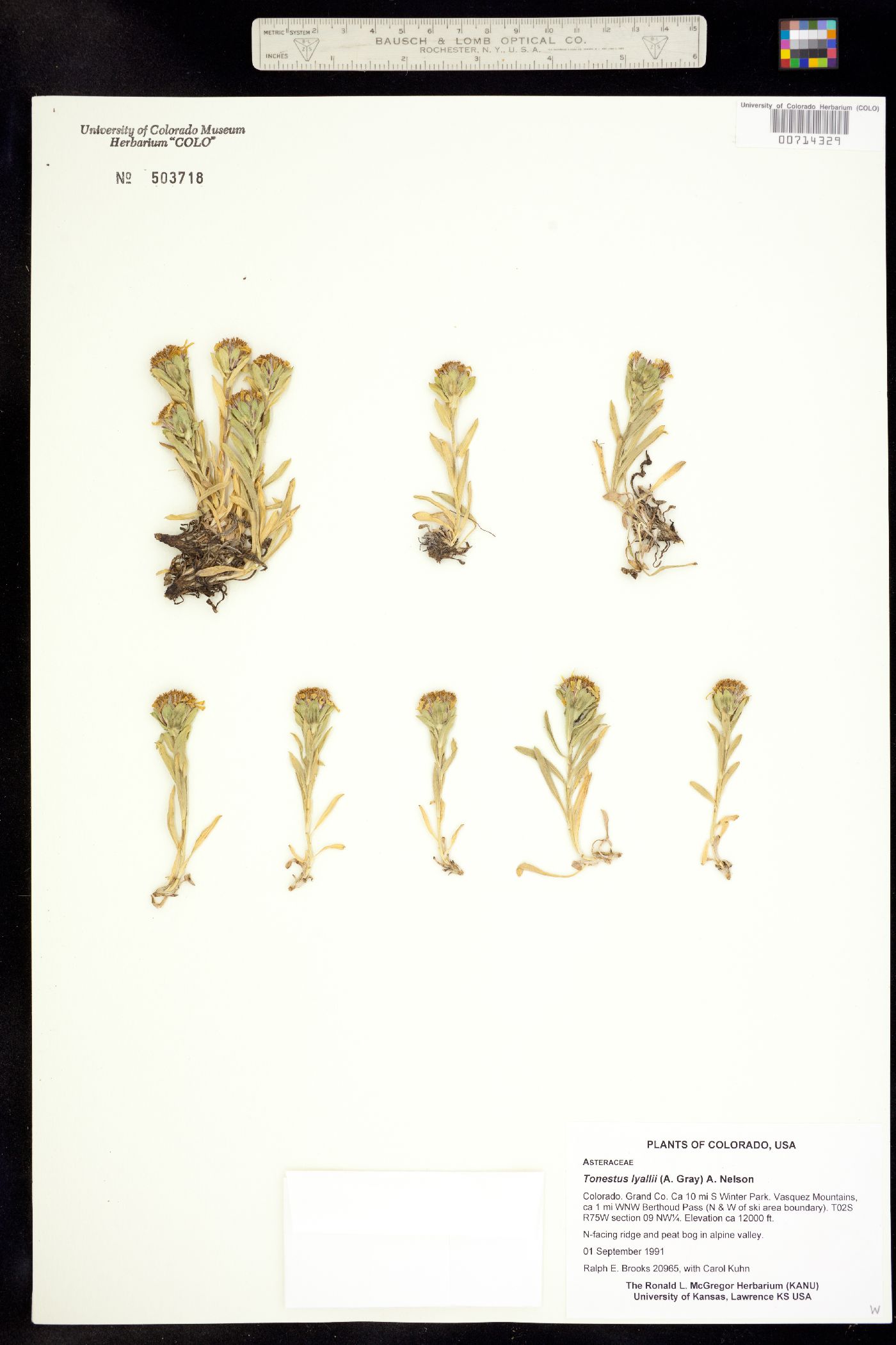 Tonestus lyallii image