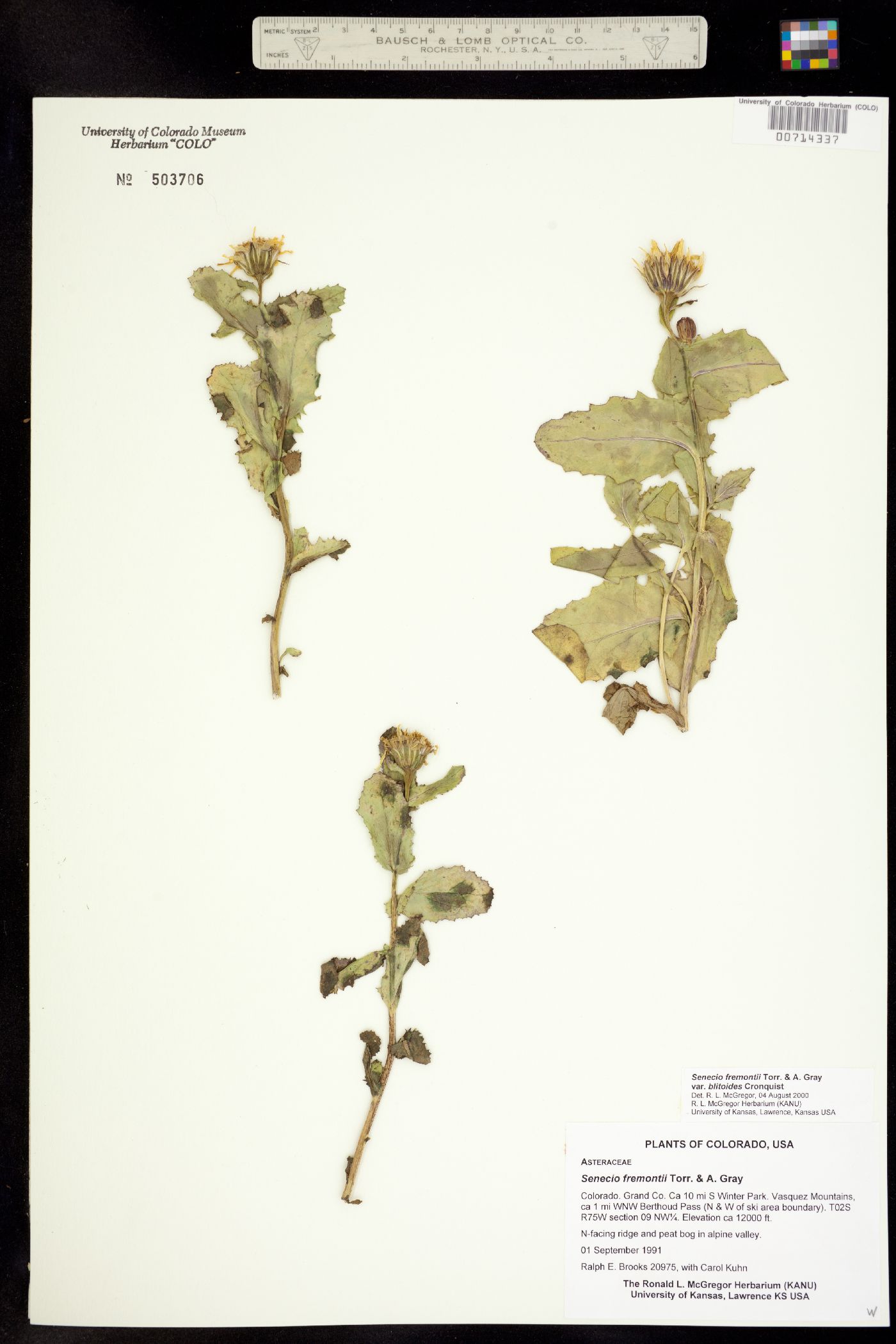 Senecio fremontii image