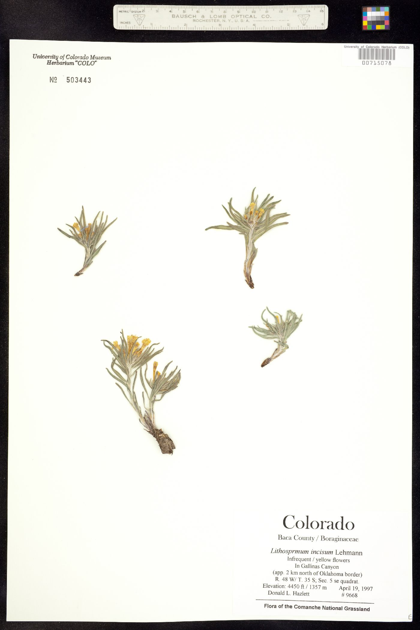 Lepidium densiflorum image