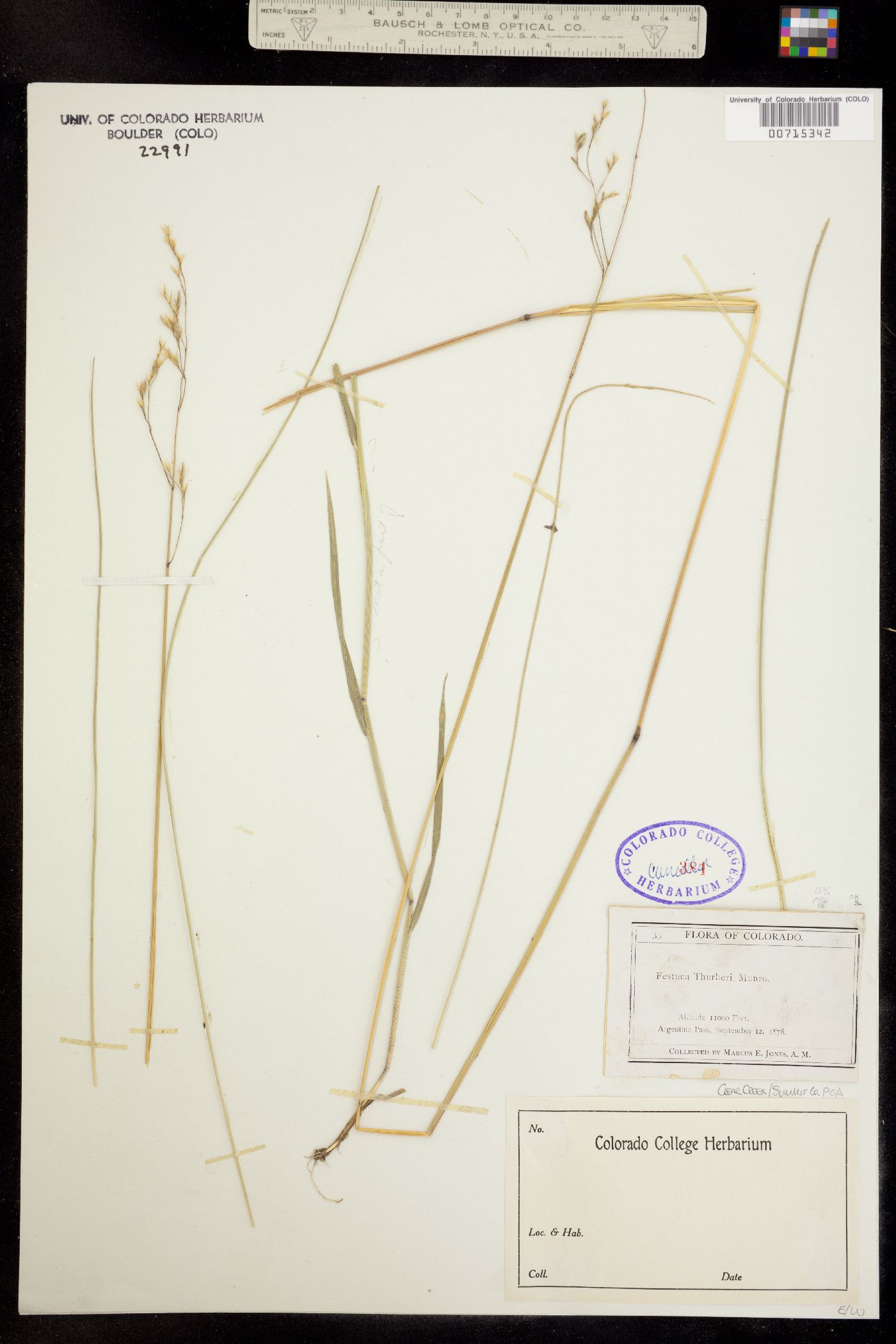 Festuca thurberi image