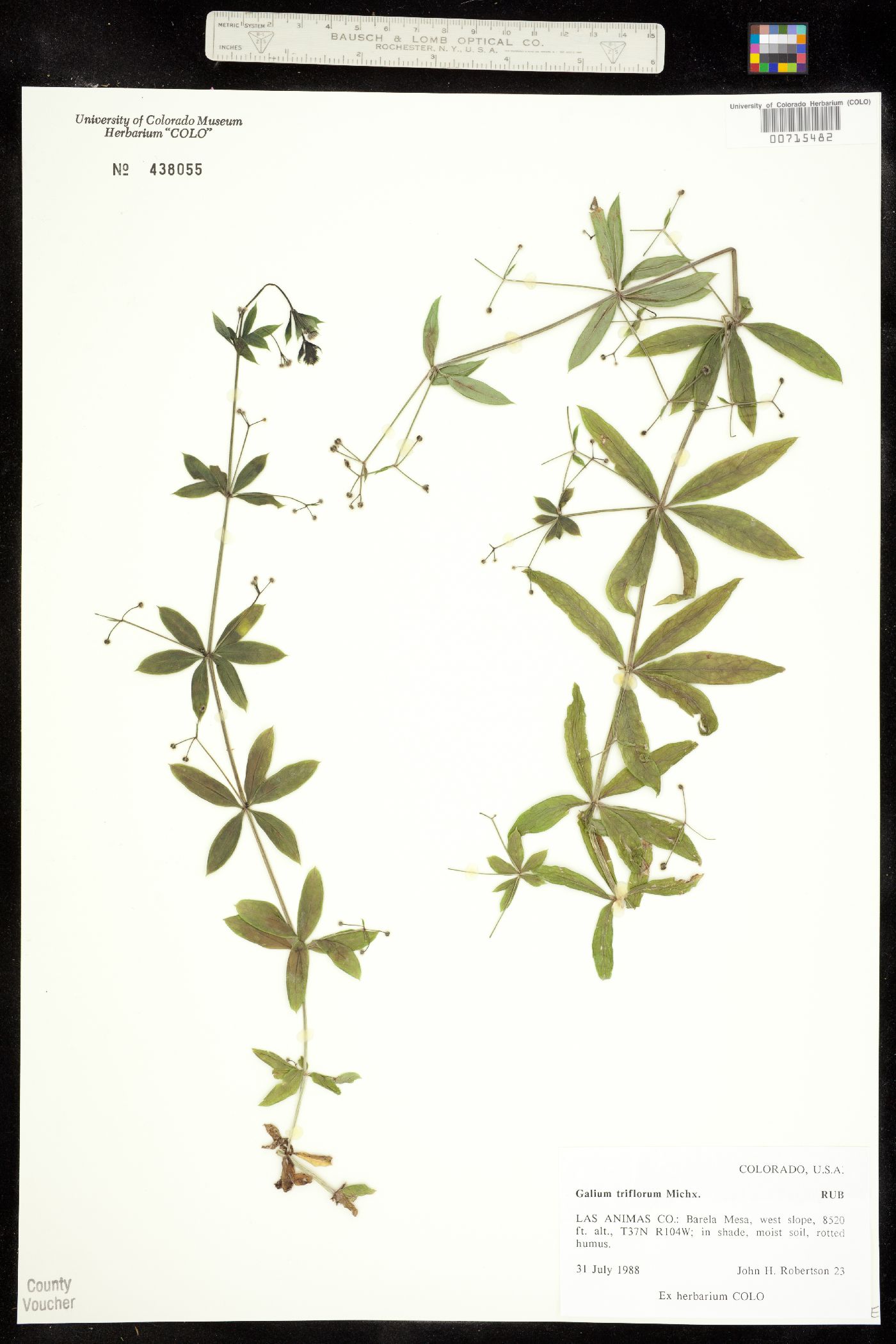 Galium triflorum image