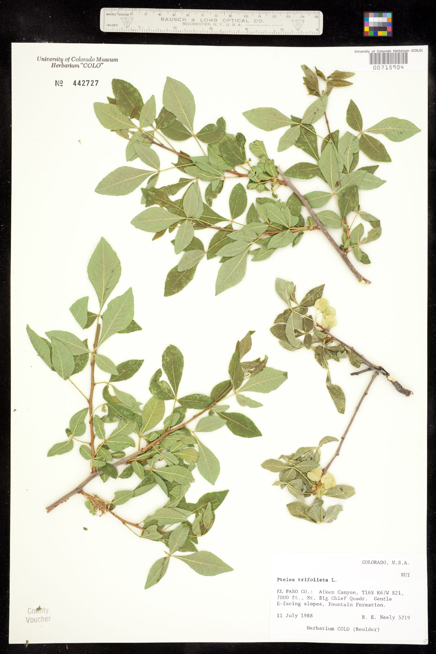 Rutaceae image