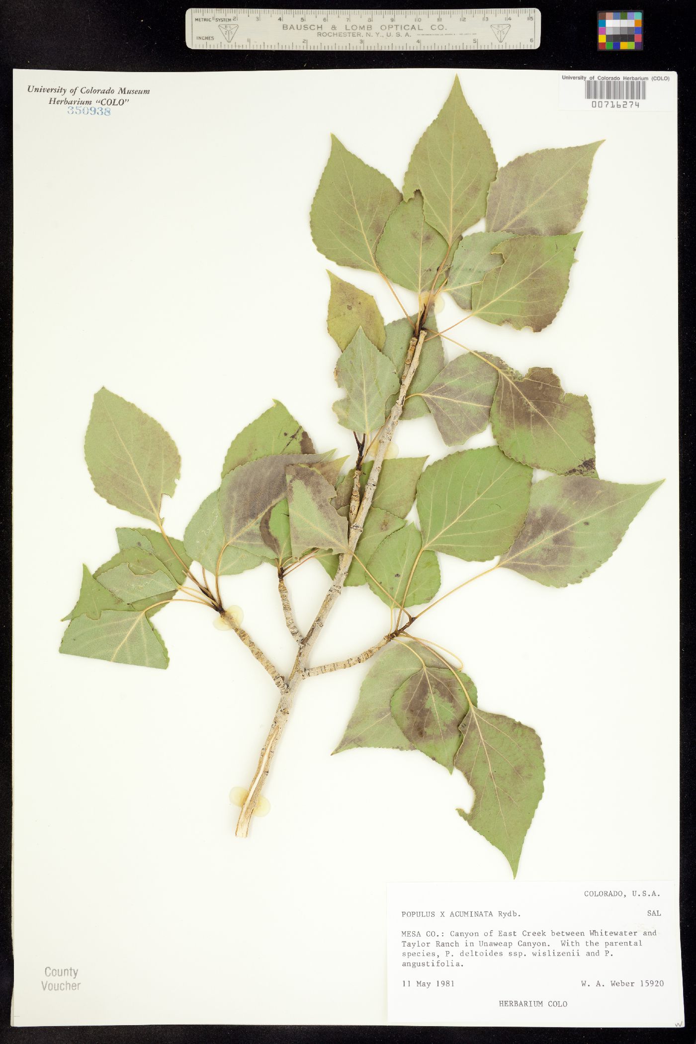 Populus acuminata image