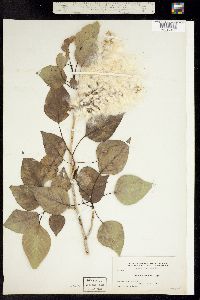 Image of Populus acuminata