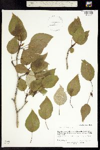 Image of Populus balsamifera
