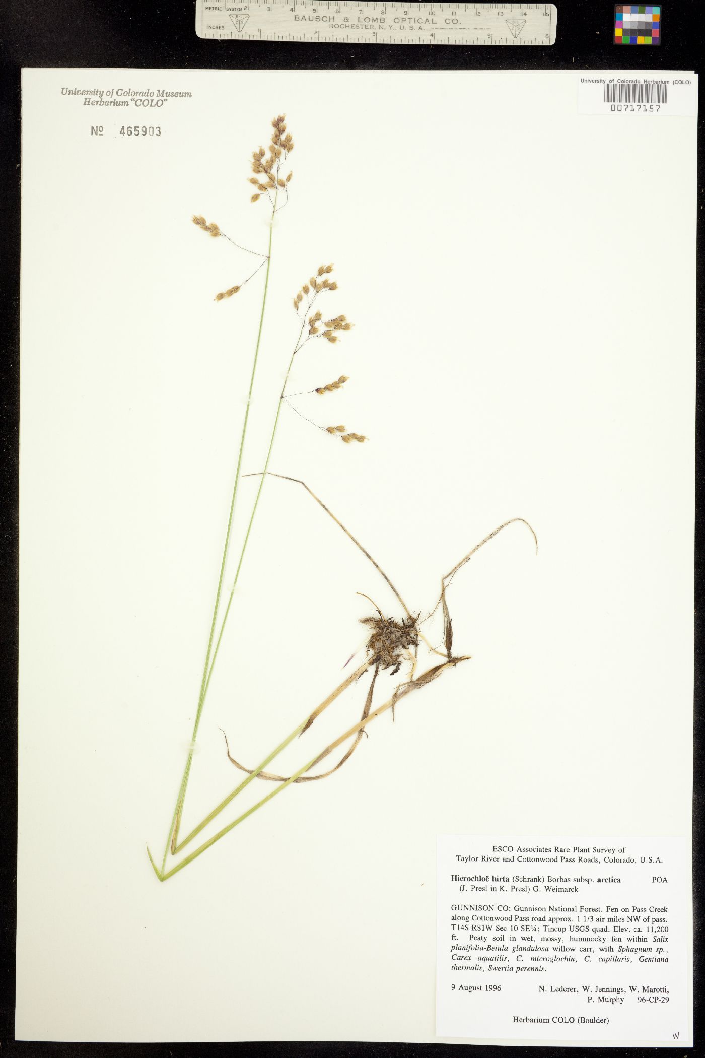 Anthoxanthum hirtum ssp. arcticum image