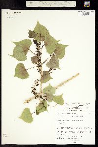 Populus deltoides ssp. monilifera image