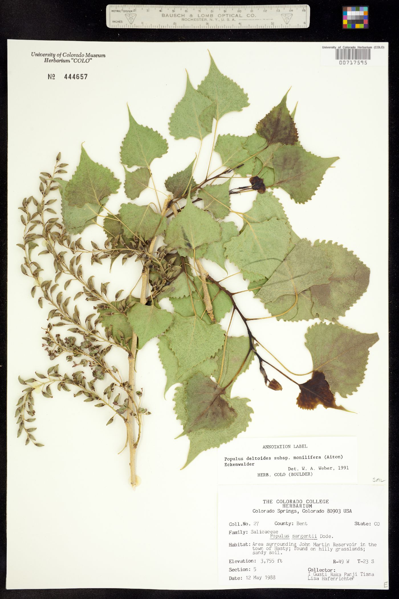 Populus deltoides ssp. monilifera image