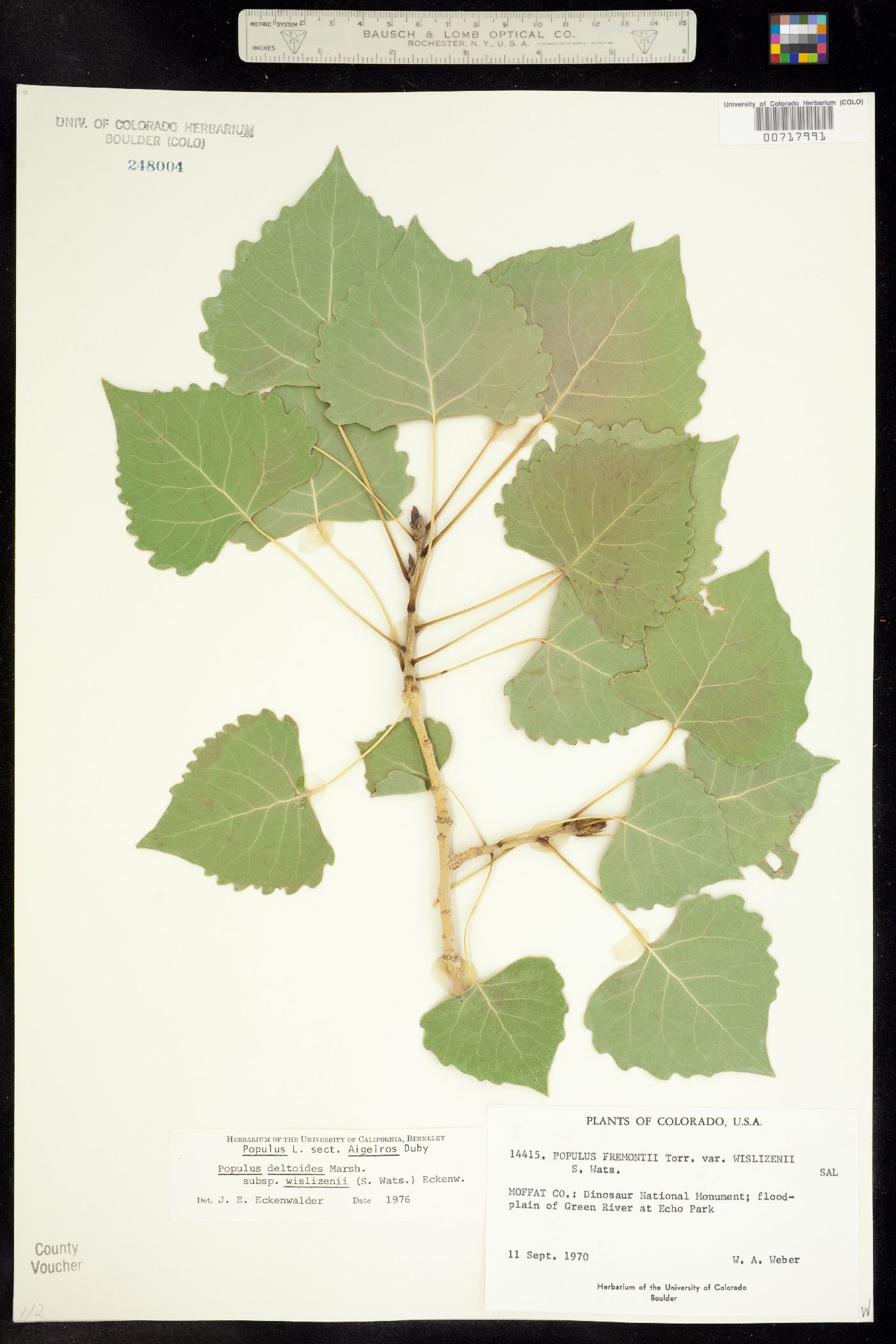 Populus deltoides ssp. wislizenii image