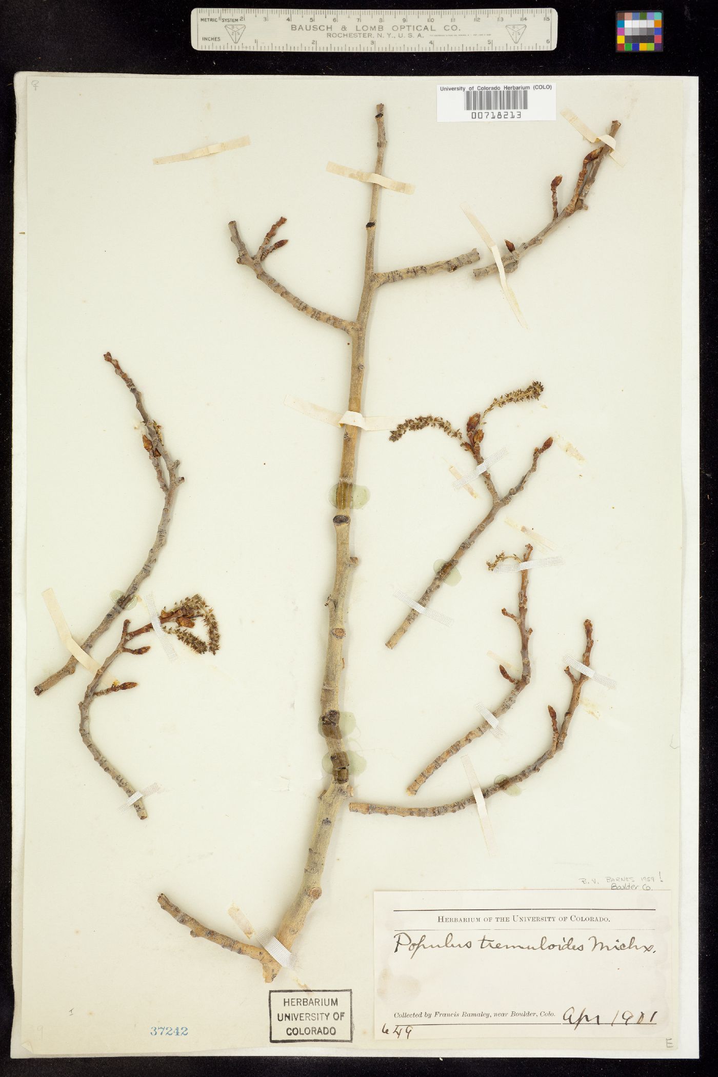 Populus tremuloides image