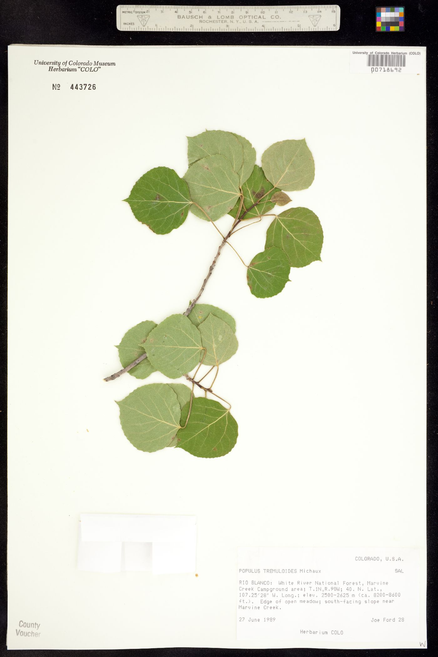 Populus tremuloides image